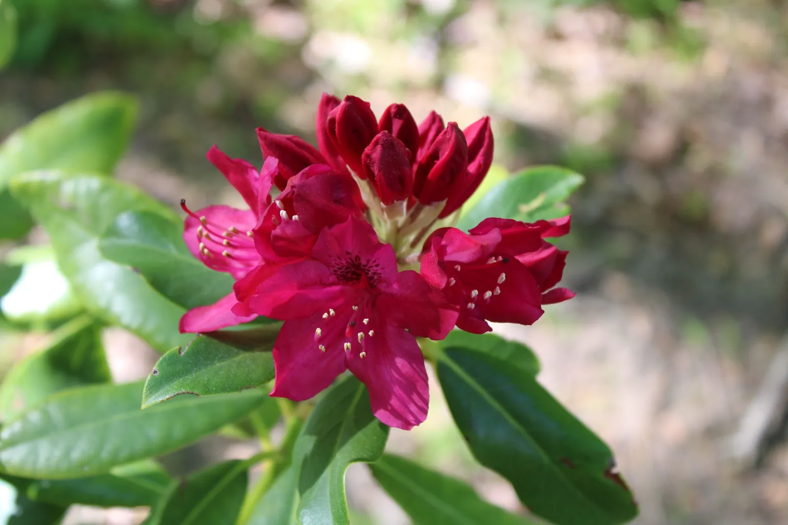 Parkrododendron 'Nova Zembla', 30-40 cm - miniatyr 6