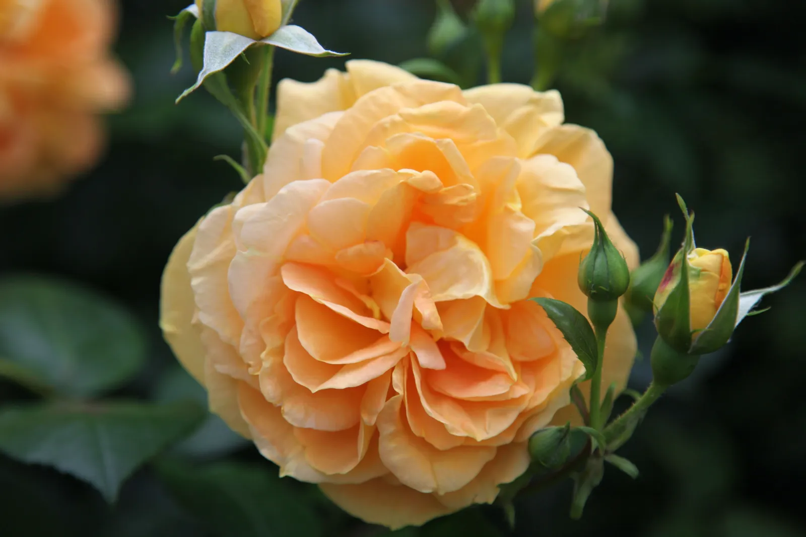 Floribundaros BERNSTEIN-ROSE ('Taneitber') - miniatyr 3