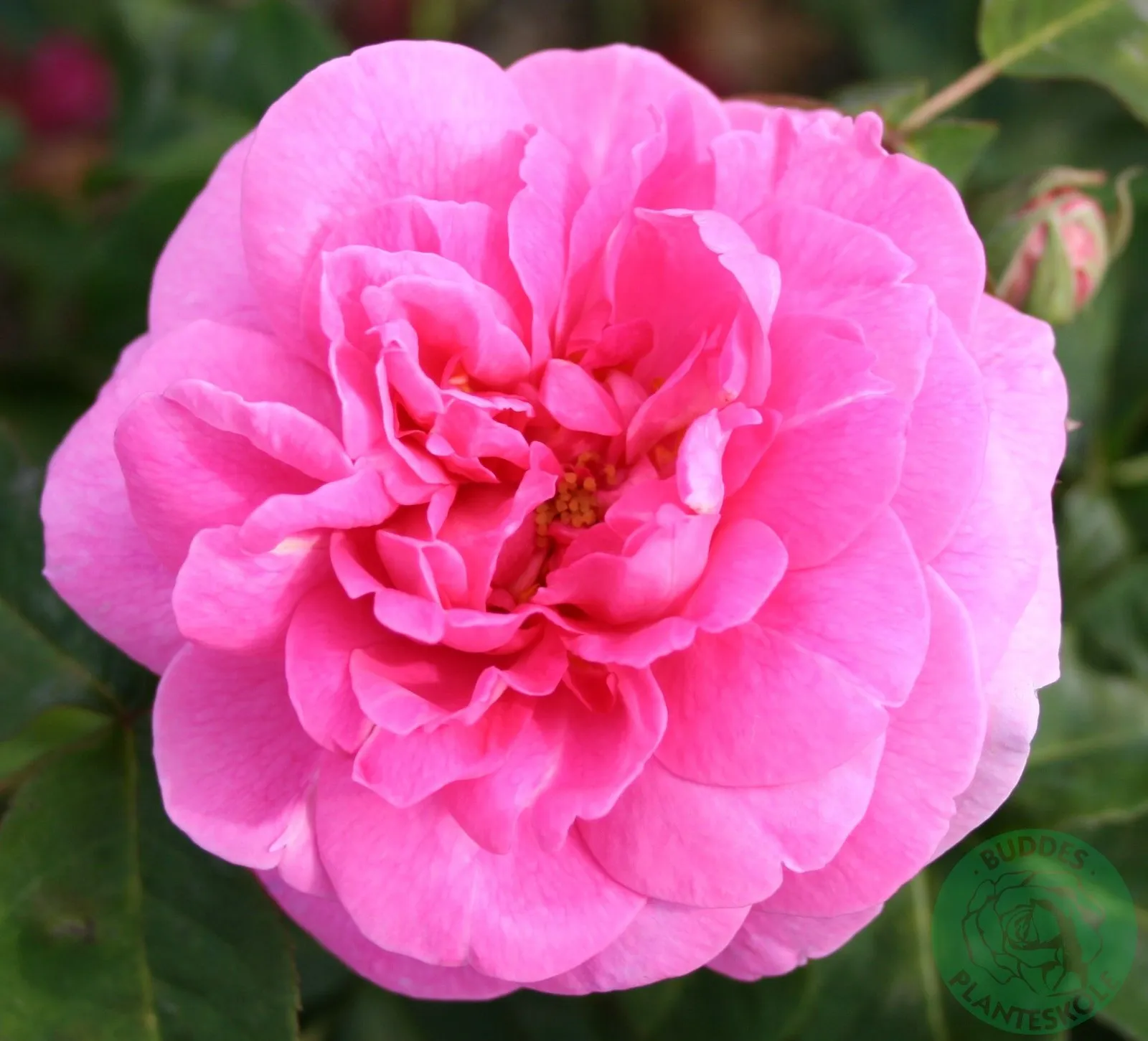 Modern buskros GERTRUDE JEKYLL® ('Ausbord') - miniatyr 2