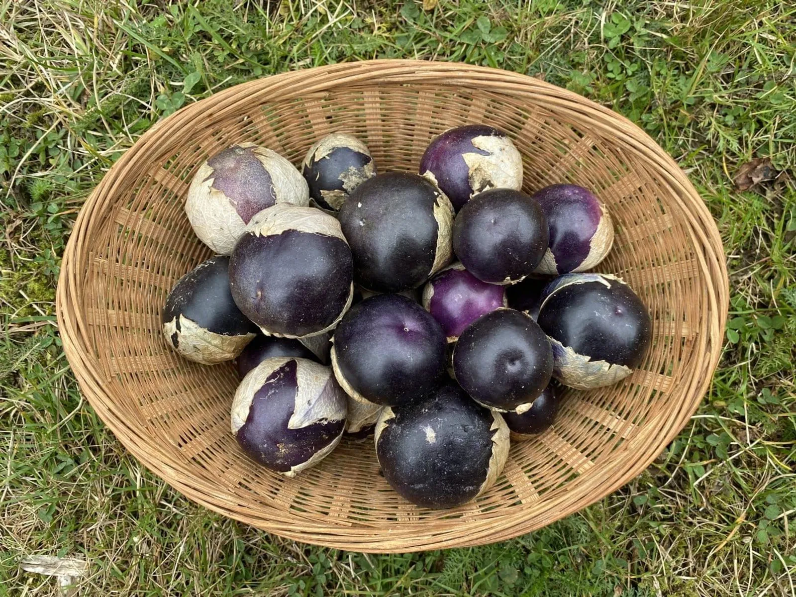 Lila tomatillo ekofrö med lila frukter i hylsa