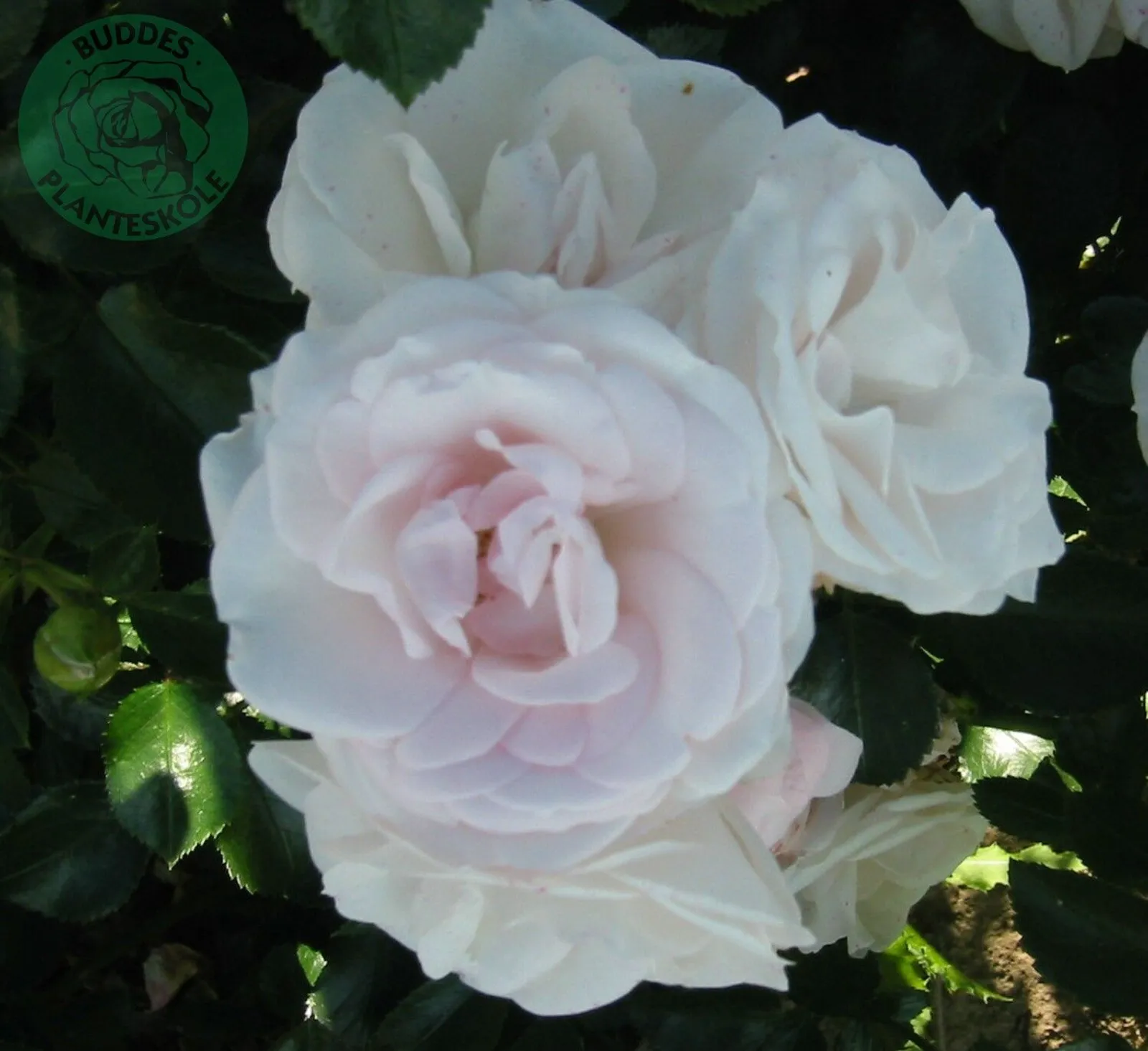 Floribundaros ASPIRIN® ('Taniripsa')