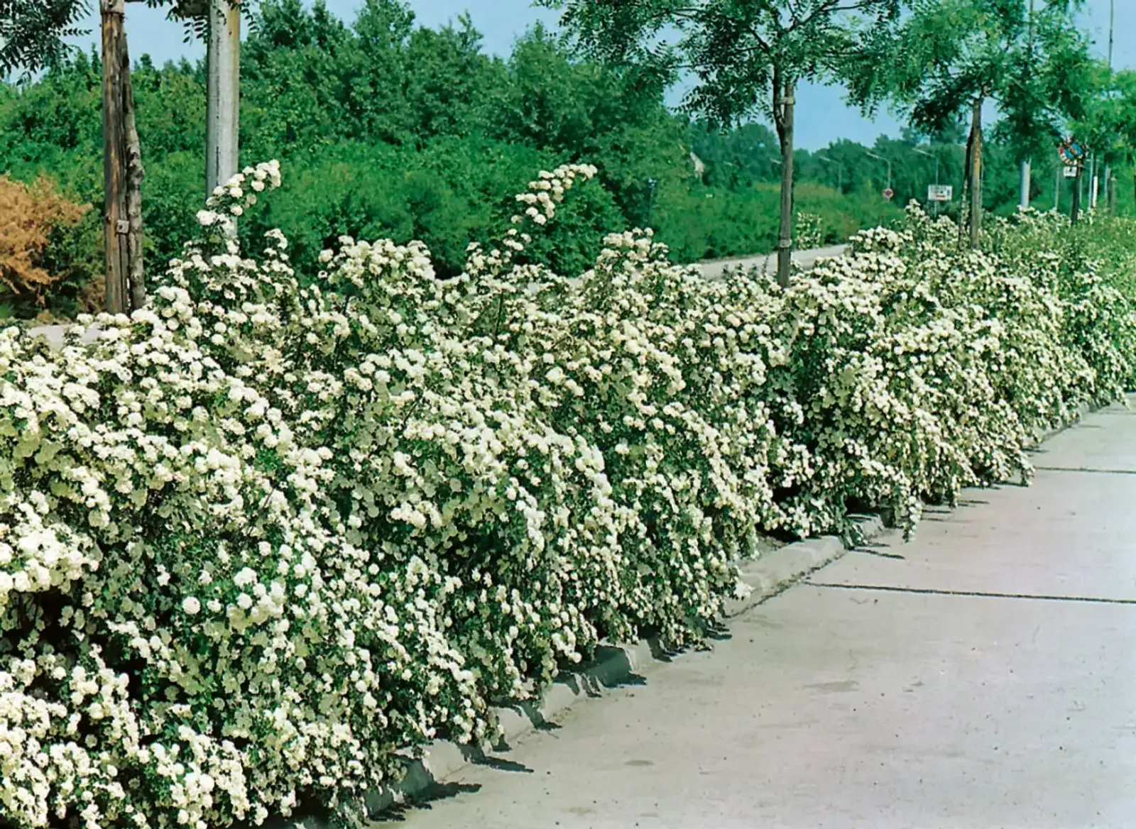 Bukettspirea, 50-80 cm — detalj 3