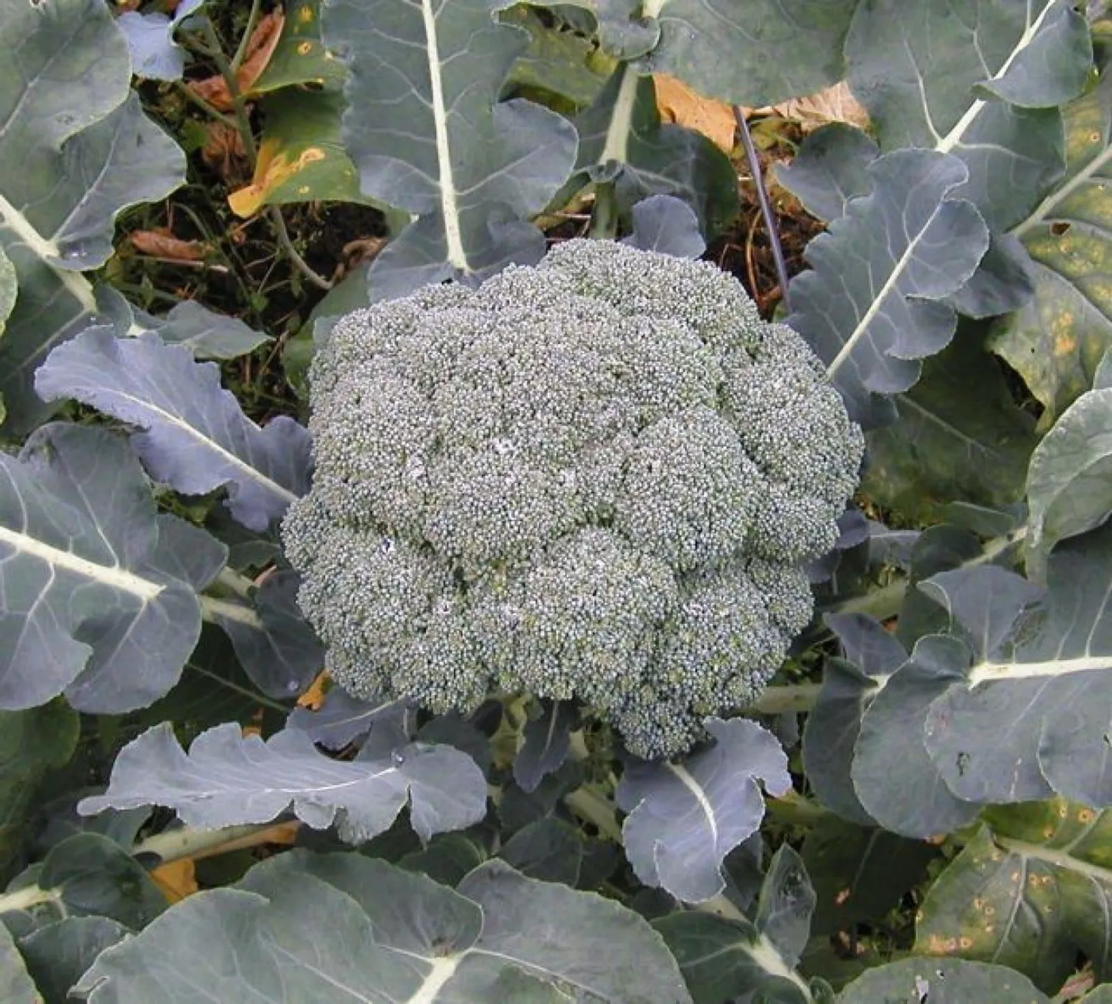 Broccoli 'Calabrais', ekofrö