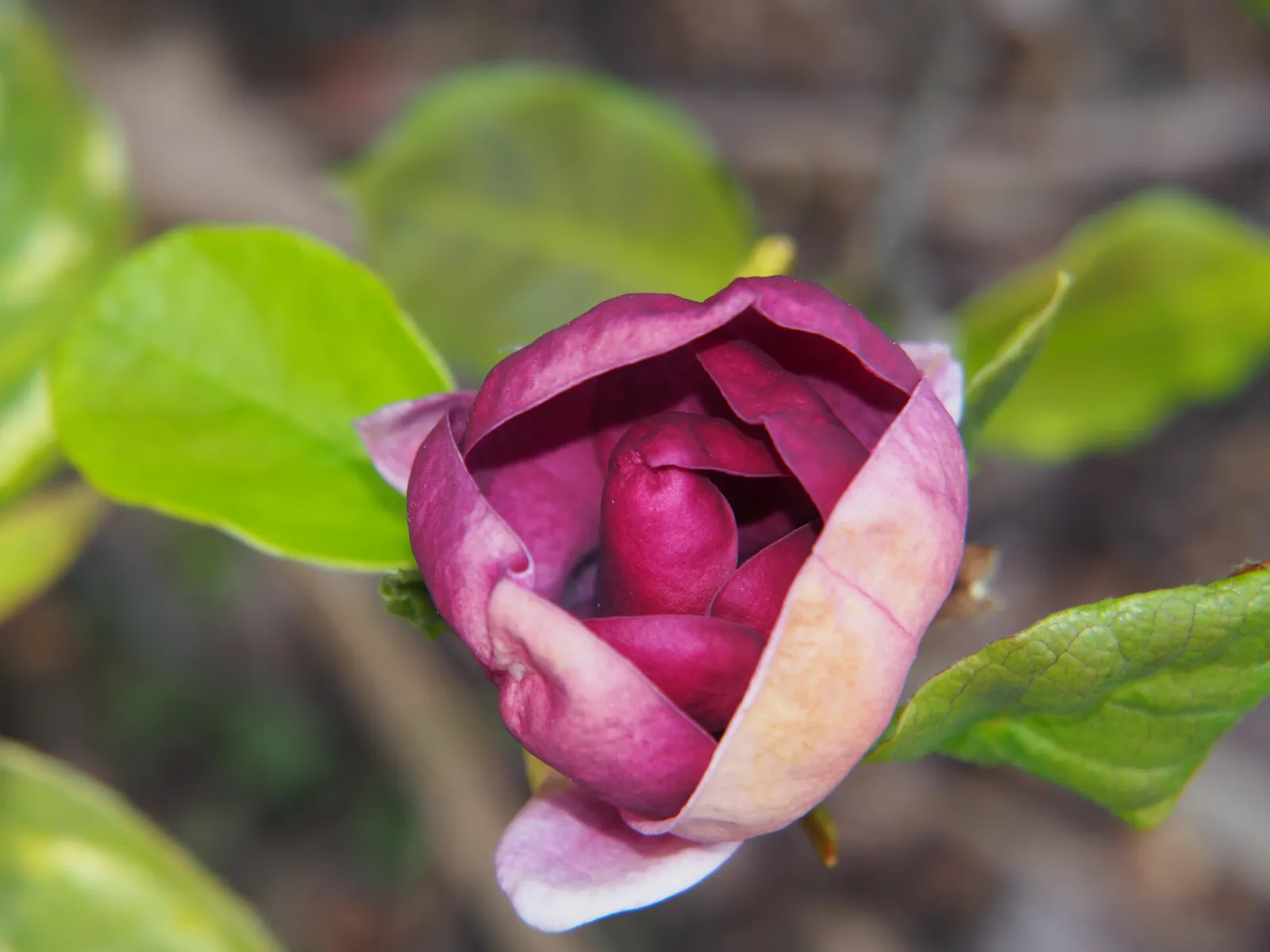 Rosenmagnolia 'Genie'PBR - miniatyr 1