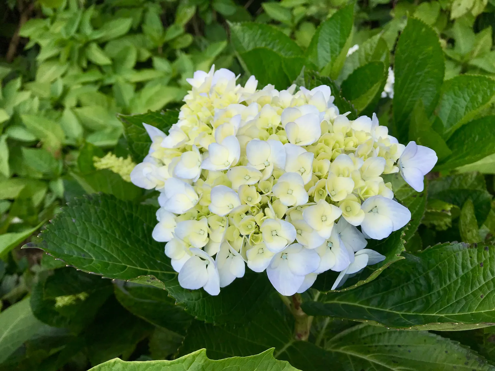 Hortensia THE BRIDE ('Blushing Bride'PBR) - miniatyr 2
