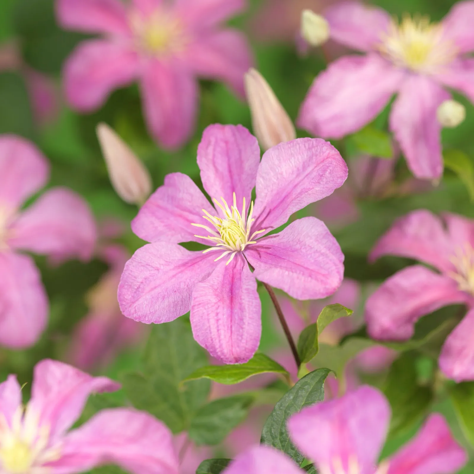 Klematis (Sena Storblommiga Gruppen) 'Comtesse de Bouchaud'