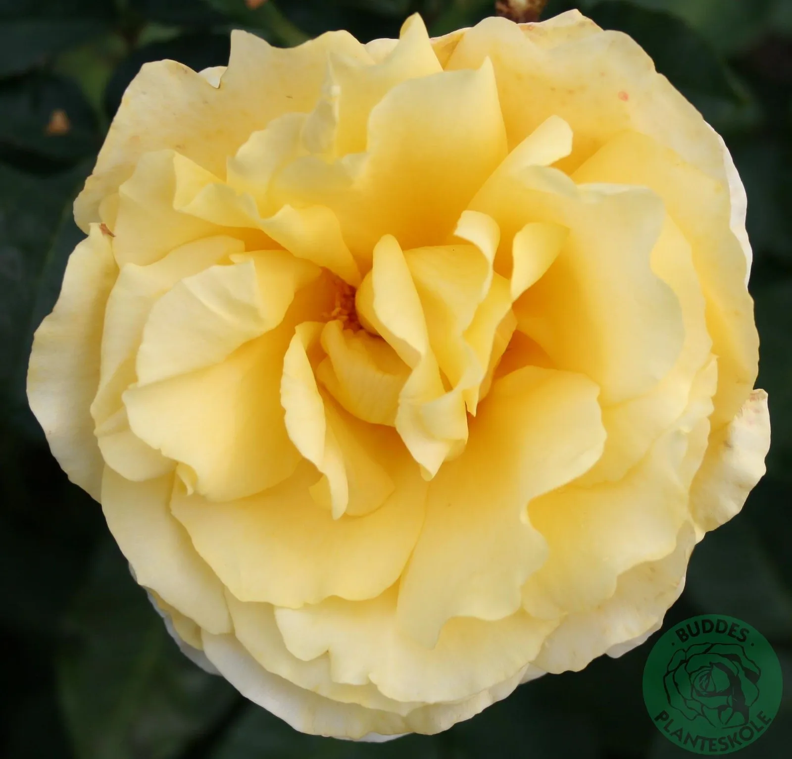 Tehybridros TIVOLI 150 ('Poulduce')