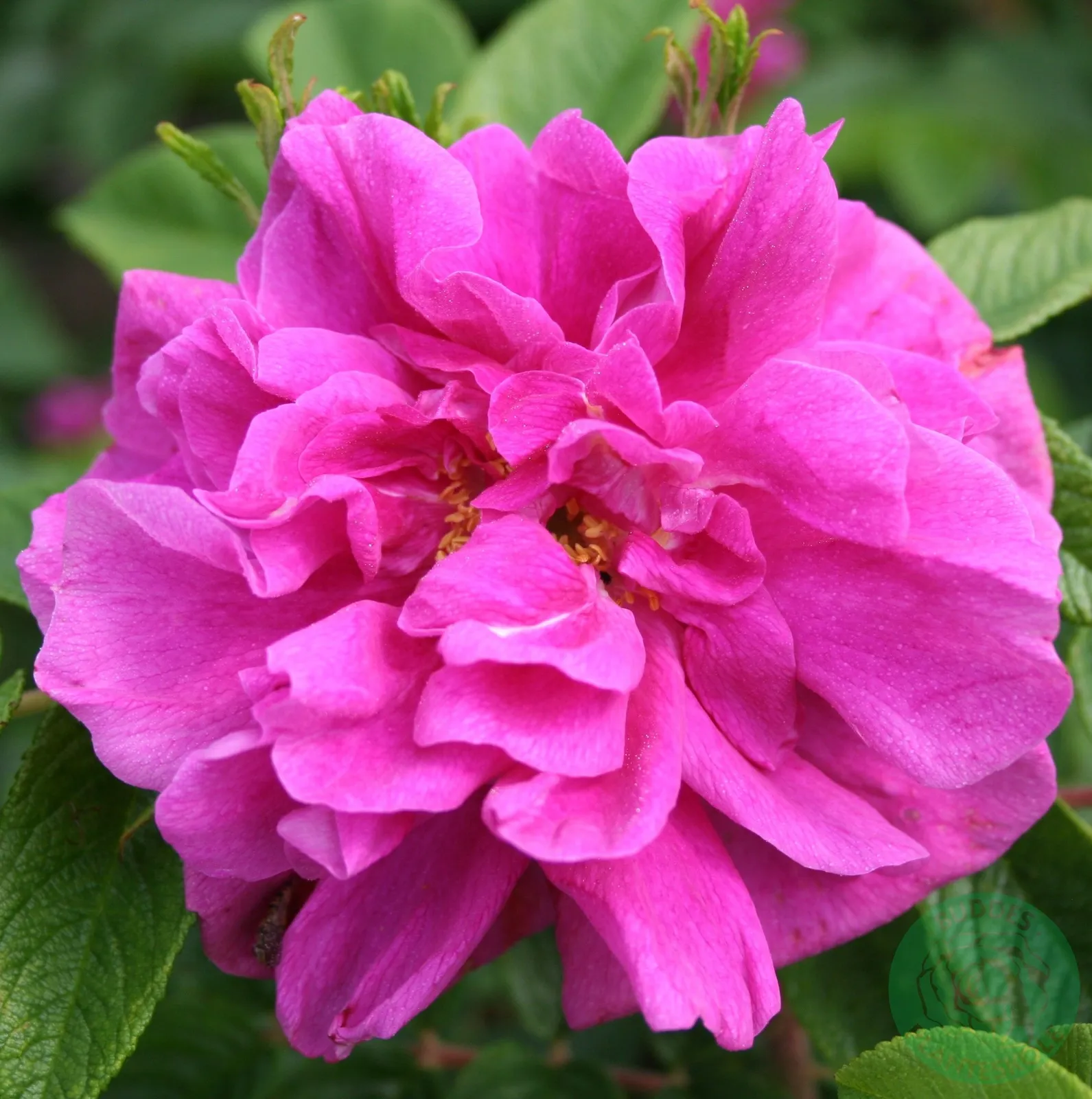 Rugosa-ros 'Hansa' - miniatyr 2