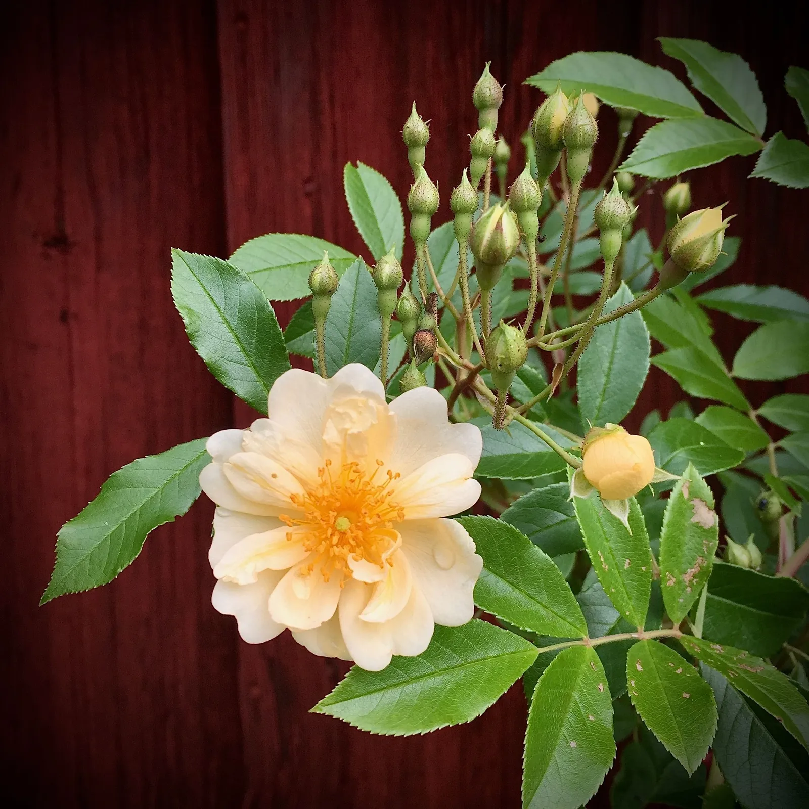 Fylld honungsros 'Hybrida' - miniatyr 5