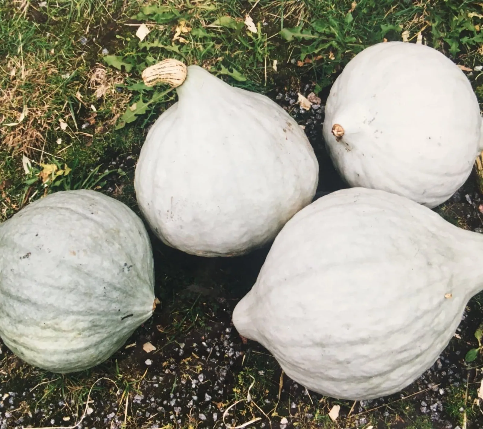 Vintersquash 'Blue Hubbard', ekofrö