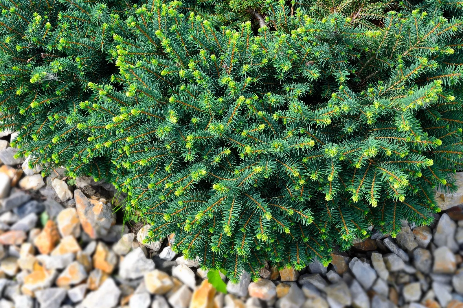 Dvärggran 'Karel', 25-30 cm