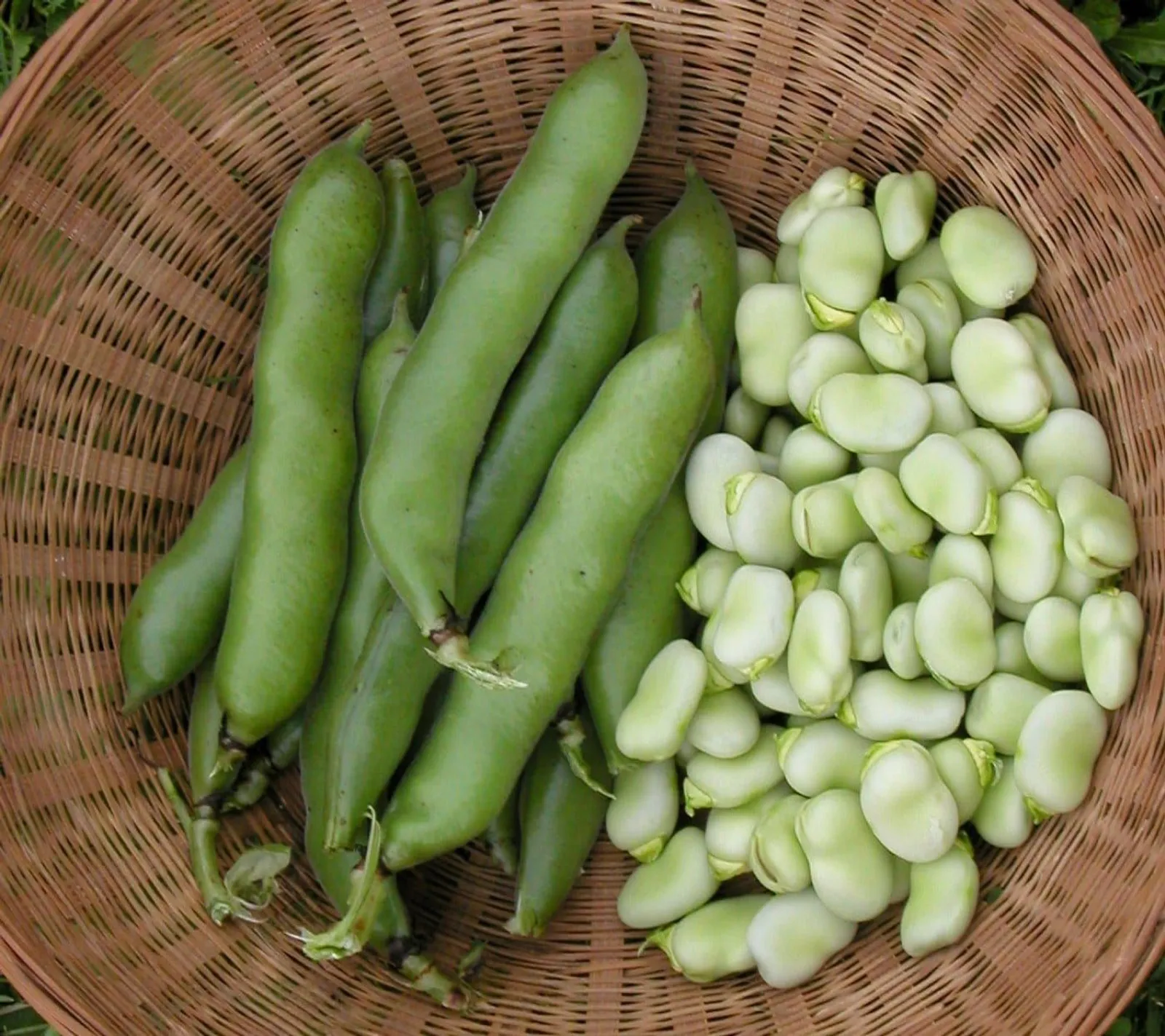 Bondböna 'Eleonora', ekofrö