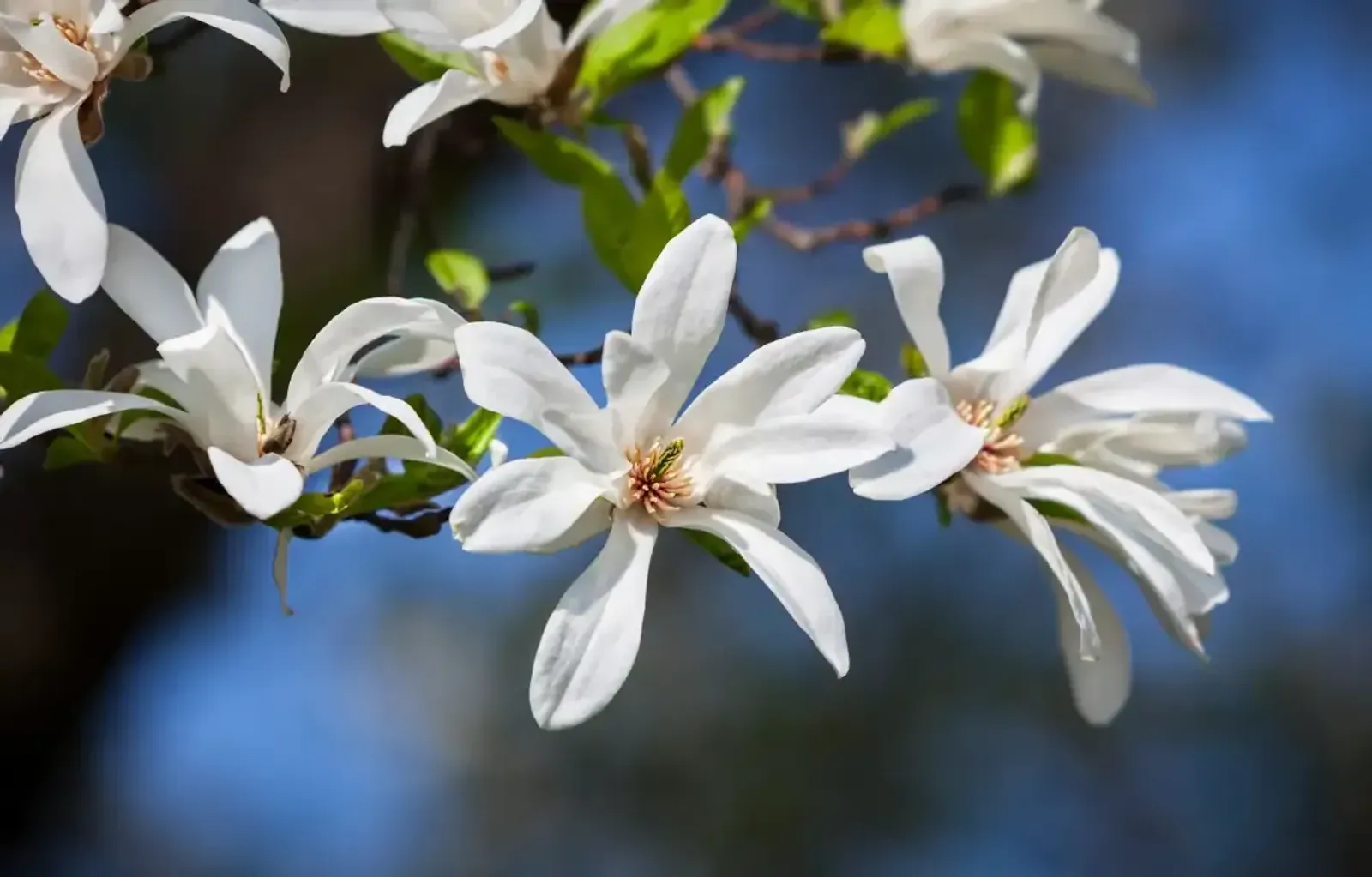 Japansk Magnolia, Högstammat träd — närbild