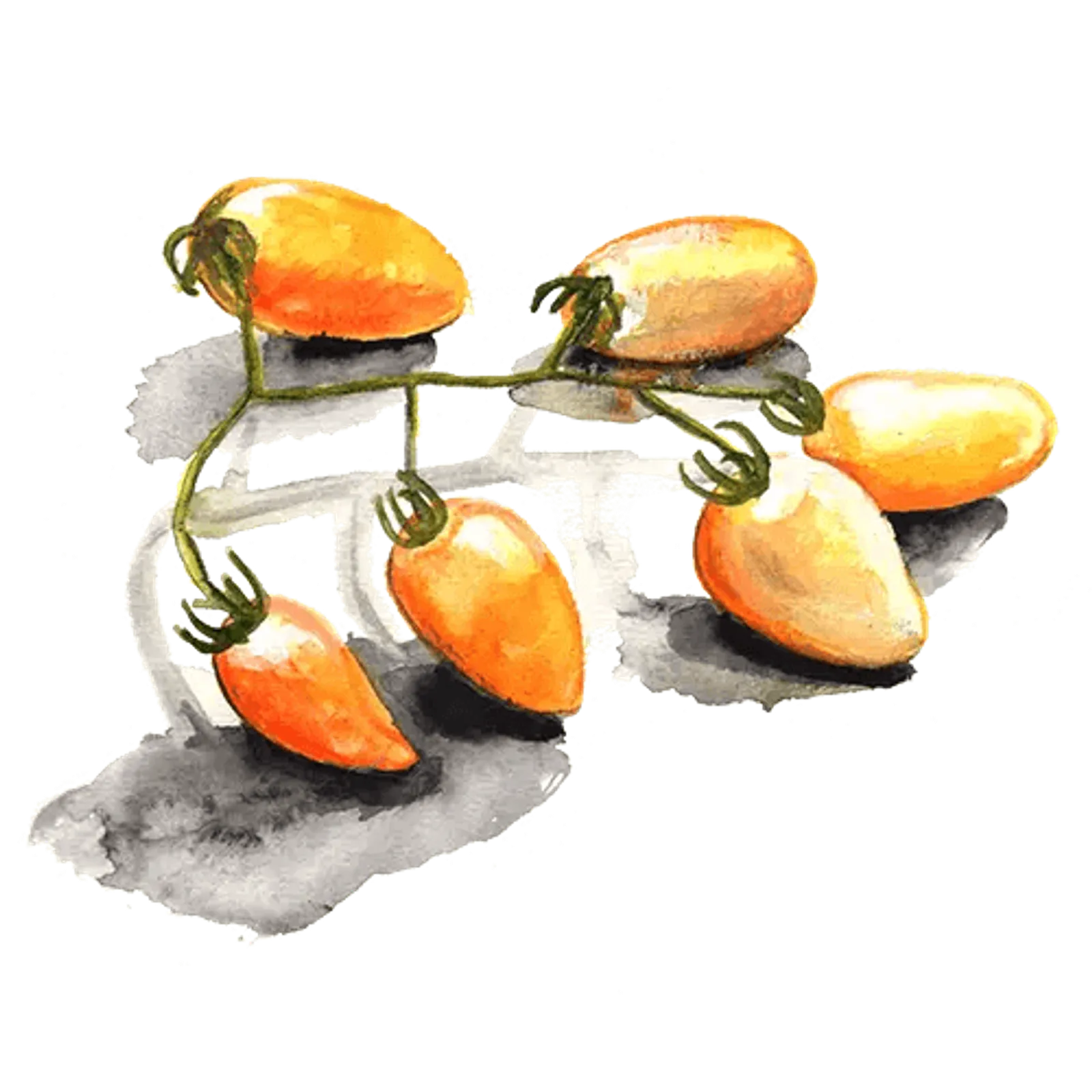 Dwarftomat 'Banana Toes', Frö