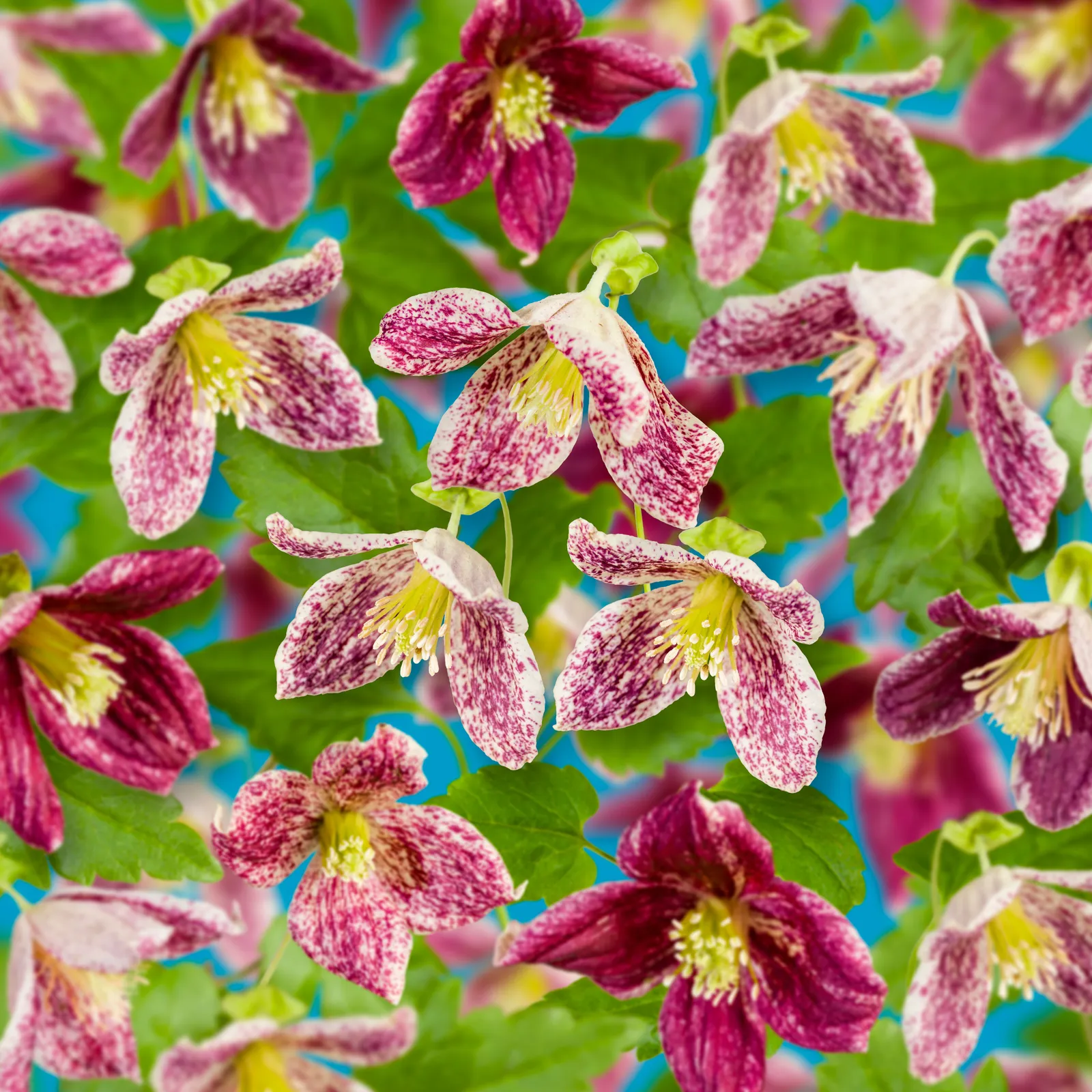 Algerisk dionysosklematis 'Freckles'