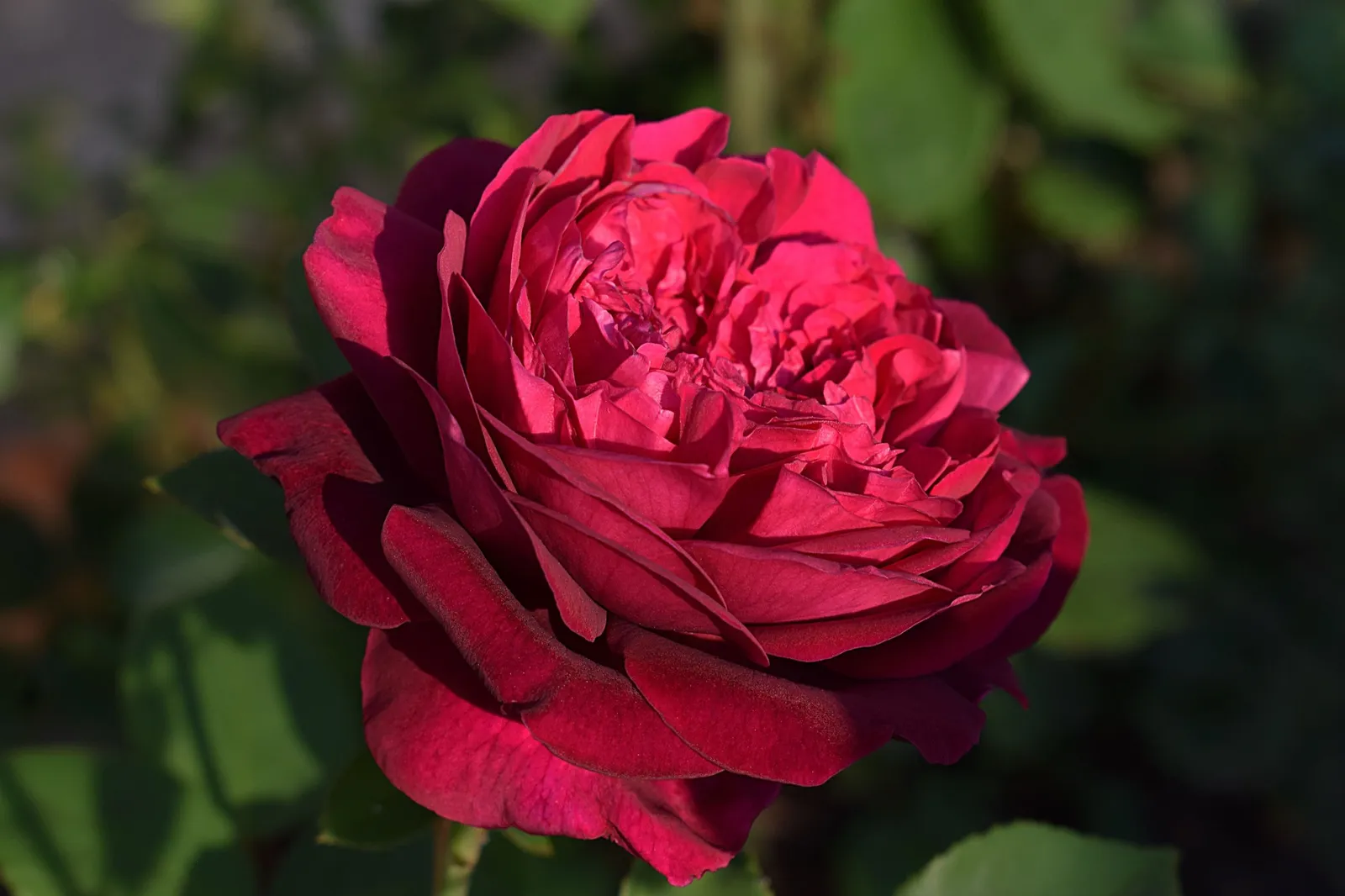 Storblommig klätterros 'Crazy in Love Red' - miniatyr 3