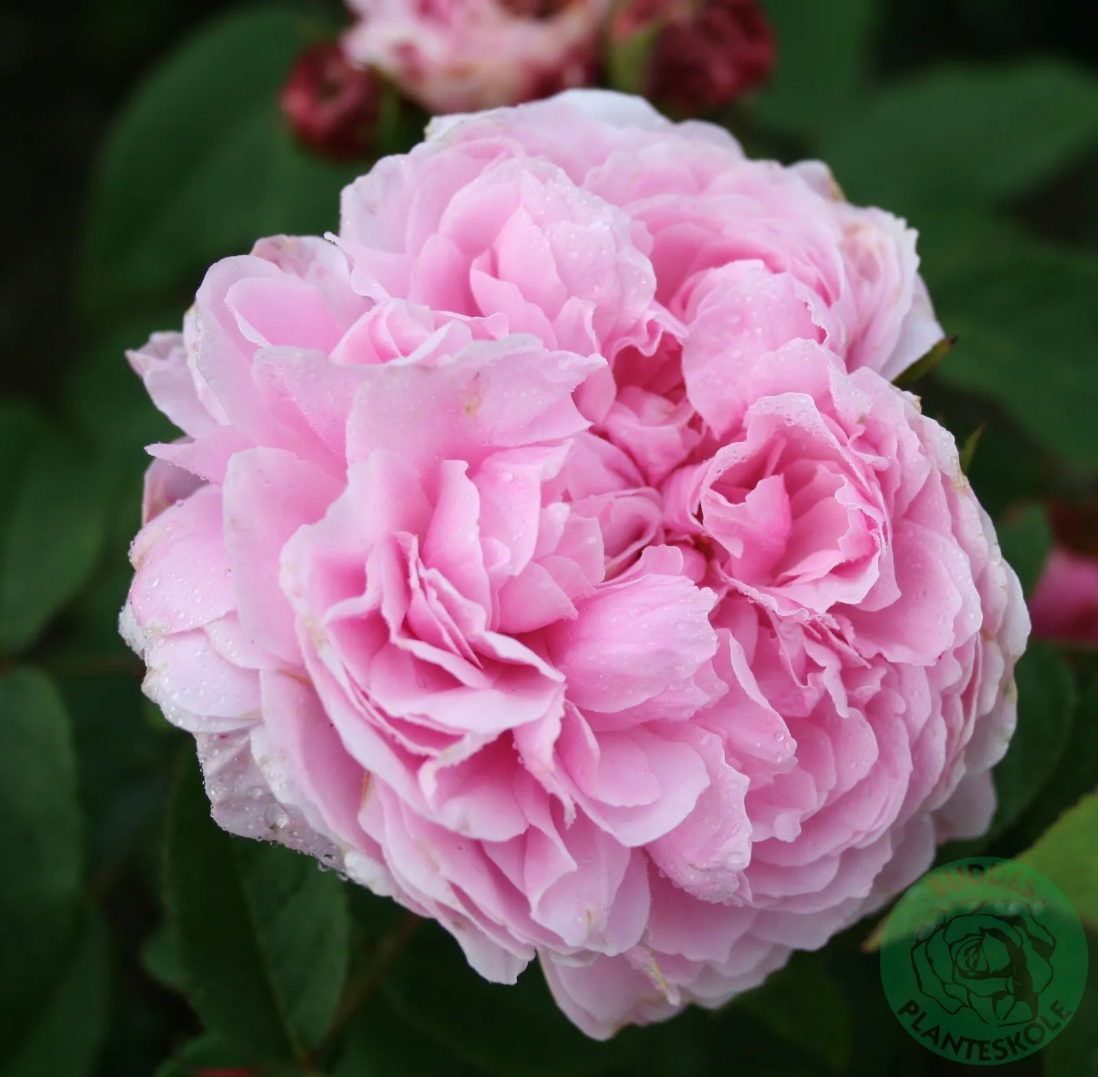 Portlandros 'Jacques Cartier'