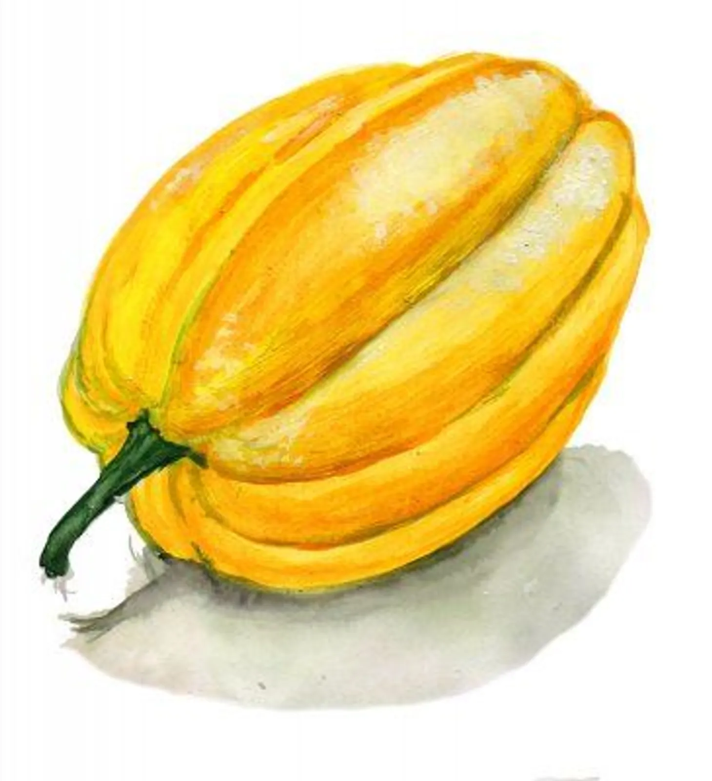 Sommarsquash 'Table Gold', Frö