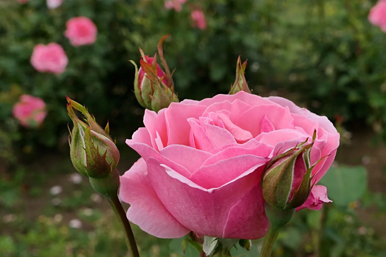 Grandiflora-ros 'Queen Elisabeth' - miniatyr 3