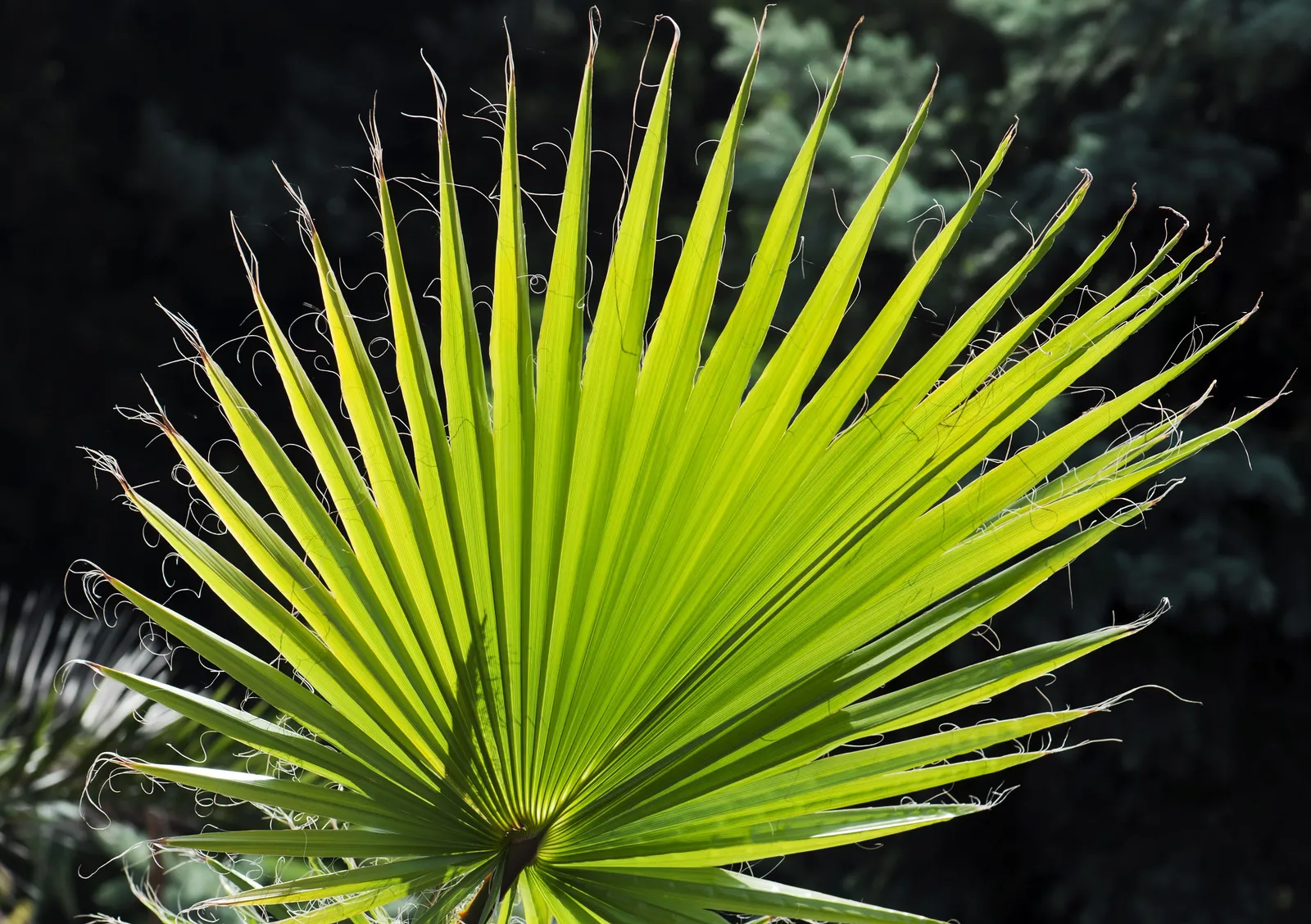 Dvärgpalm (europeisk dvärgpalm), 110/120 cm - miniatyr 3