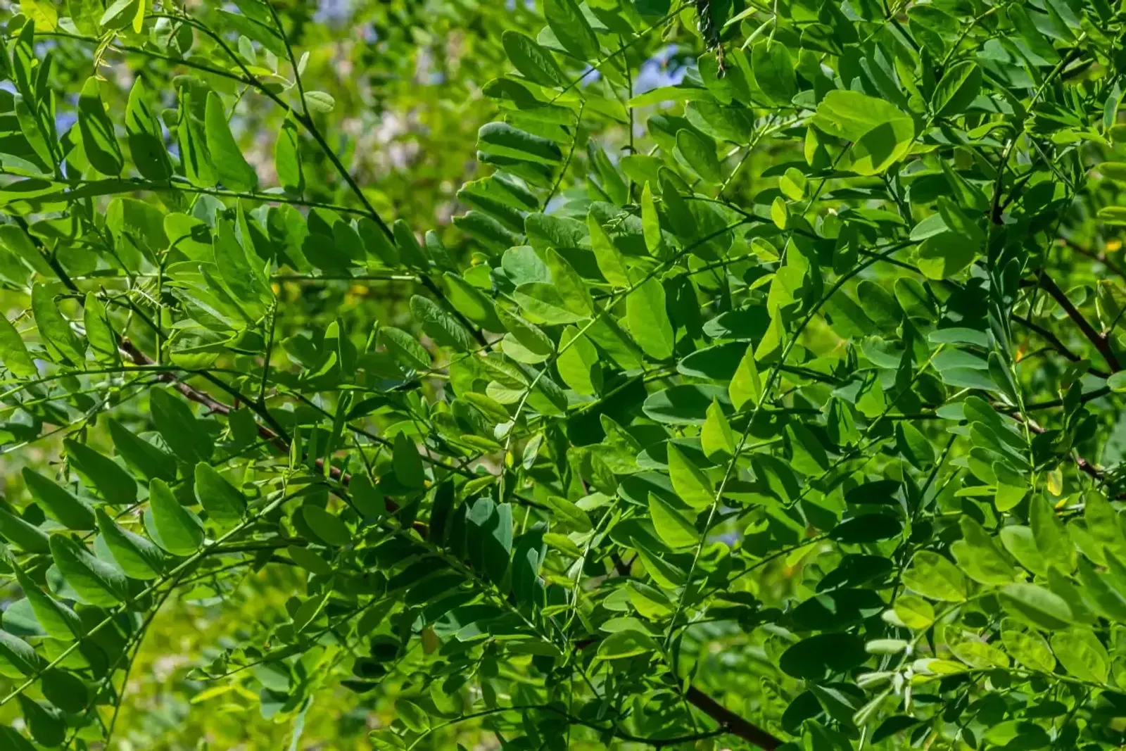 Klotrobinia 'Umbraculifera', Högstammat träd — närbild
