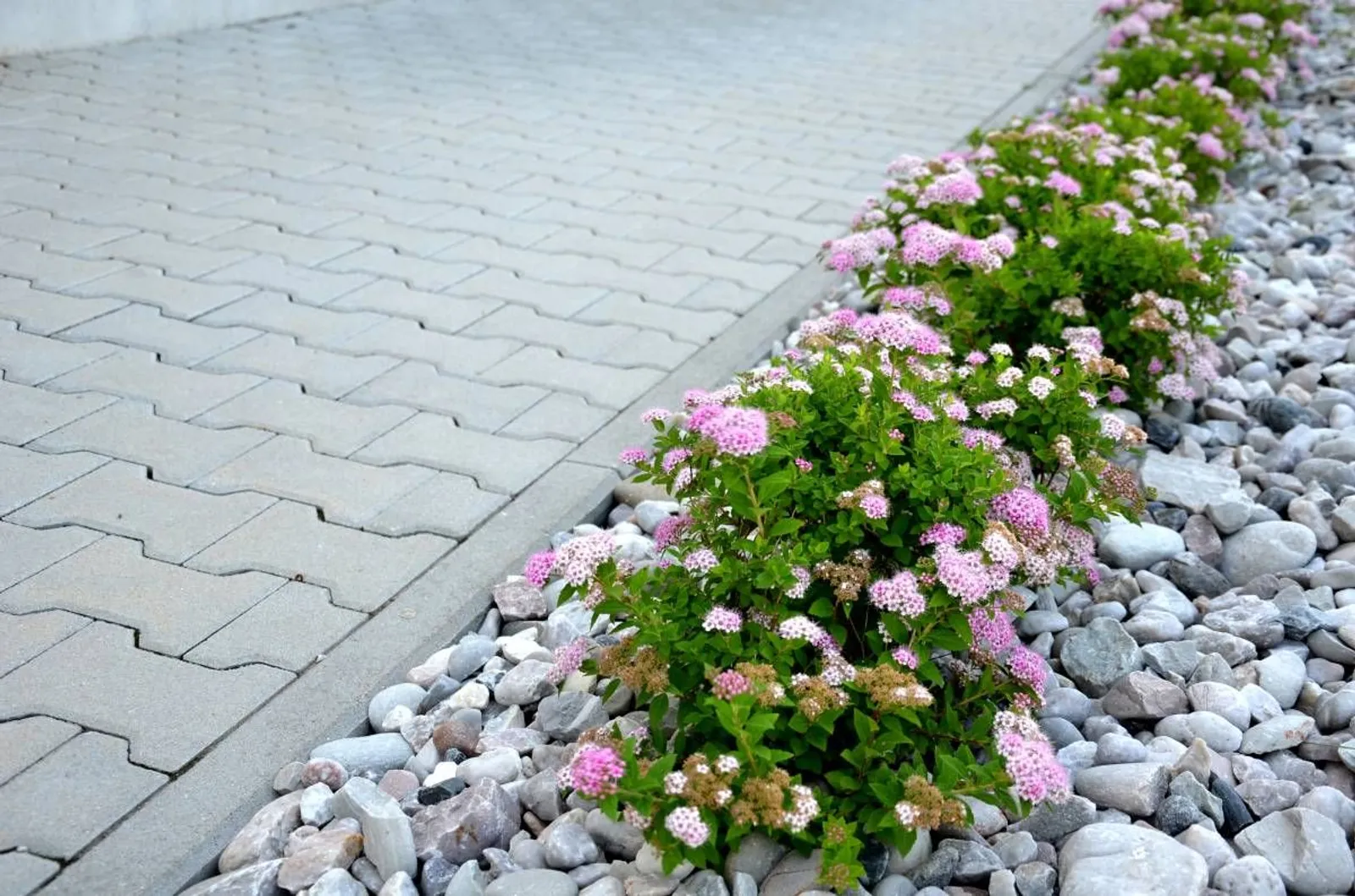 Praktspirea 'Little Princess', 10-20 cm — detalj 3