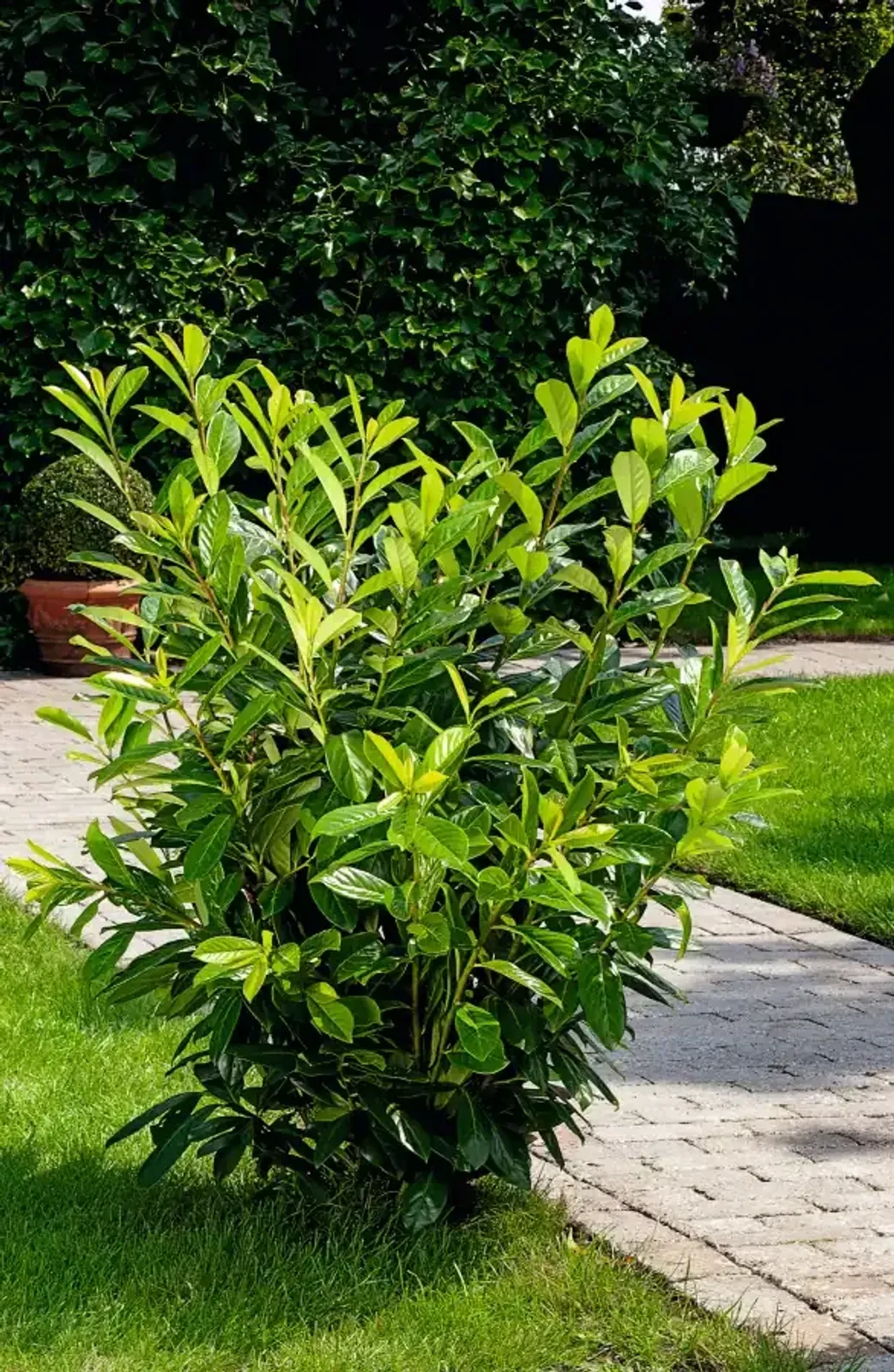 Lagerhägg 'Novita', 40-60 cm — detalj 3