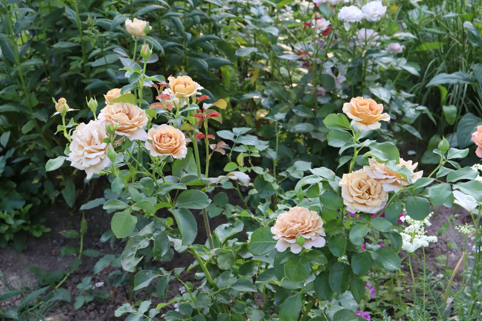 Floribundaros HONEY DIJON ('Weksproulses') - miniatyr 3