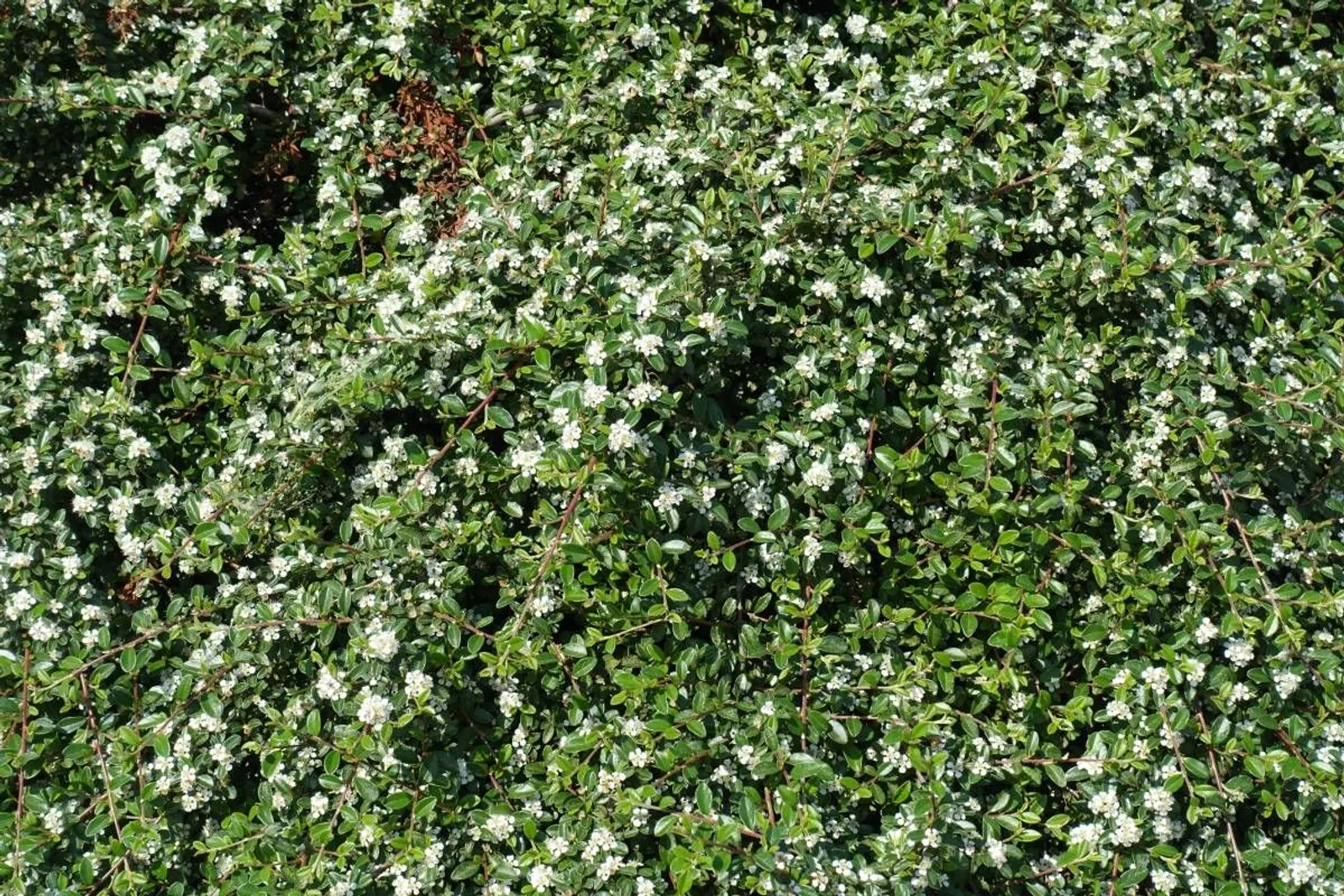 Skogholmsoxbär 'Skogholm', 10-20 cm — detalj 3