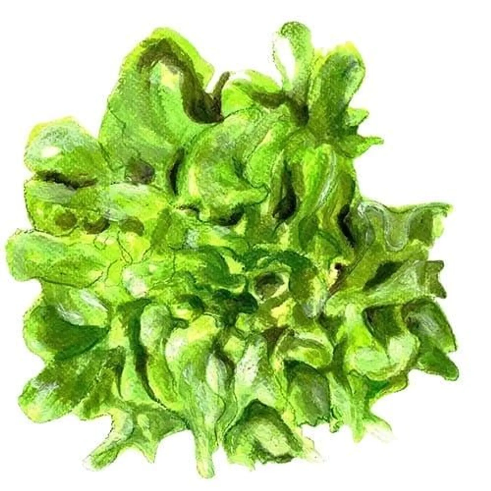 Plocksallat 'Green Salad Bowl', Frö