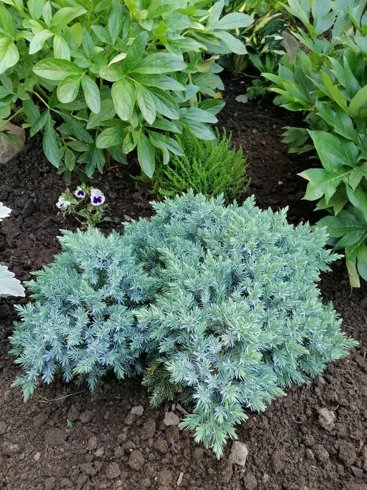 Himalaya-en 'Blue Star', 20-25 cm - miniatyr 3