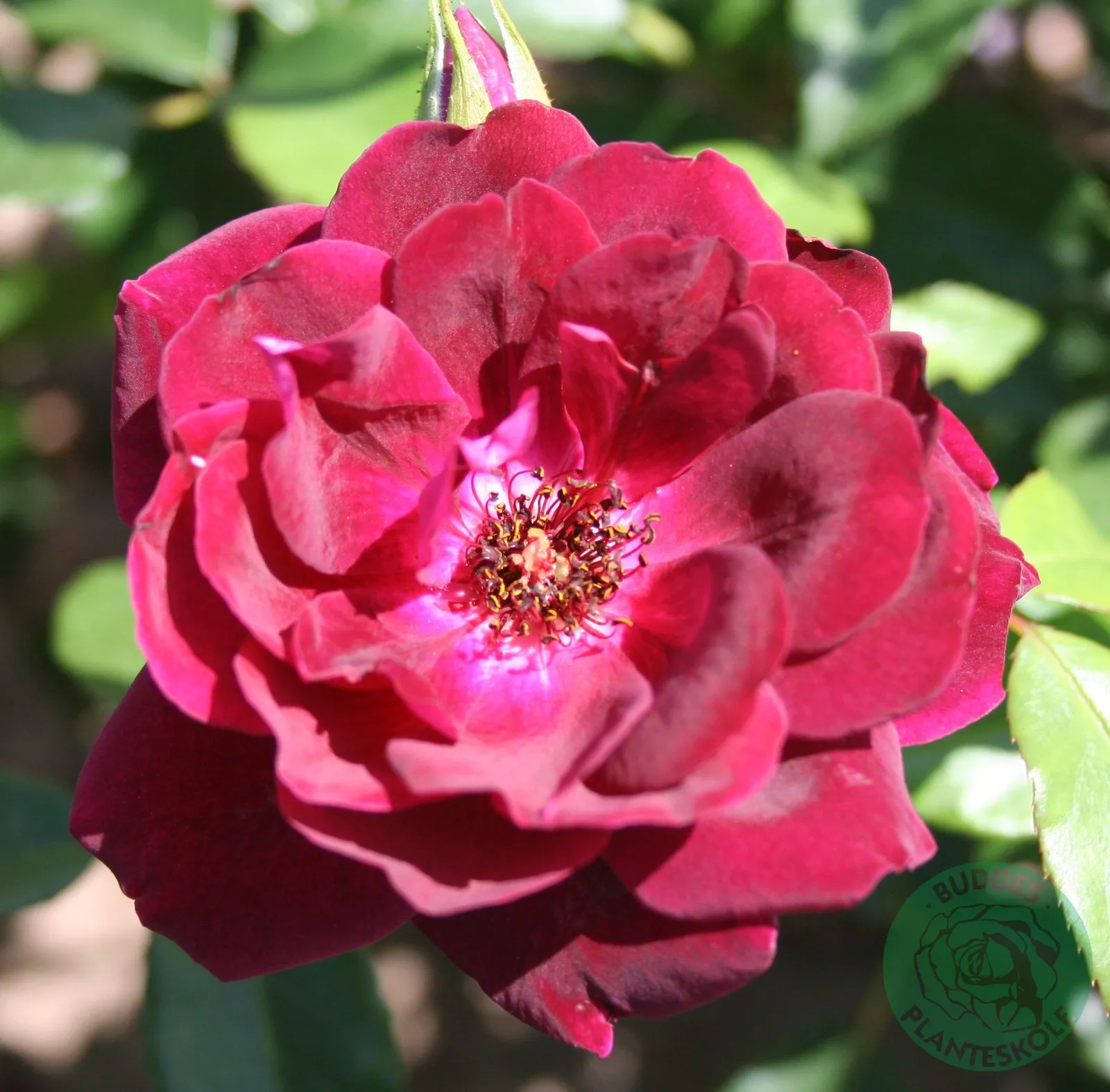 Floribundaros 'Burgundy Iceberg'PBR