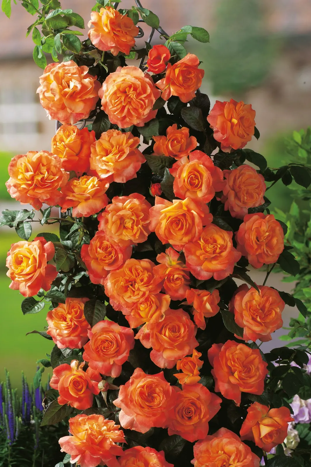 Tehybridros FLORA DANICA ('Poulrim')