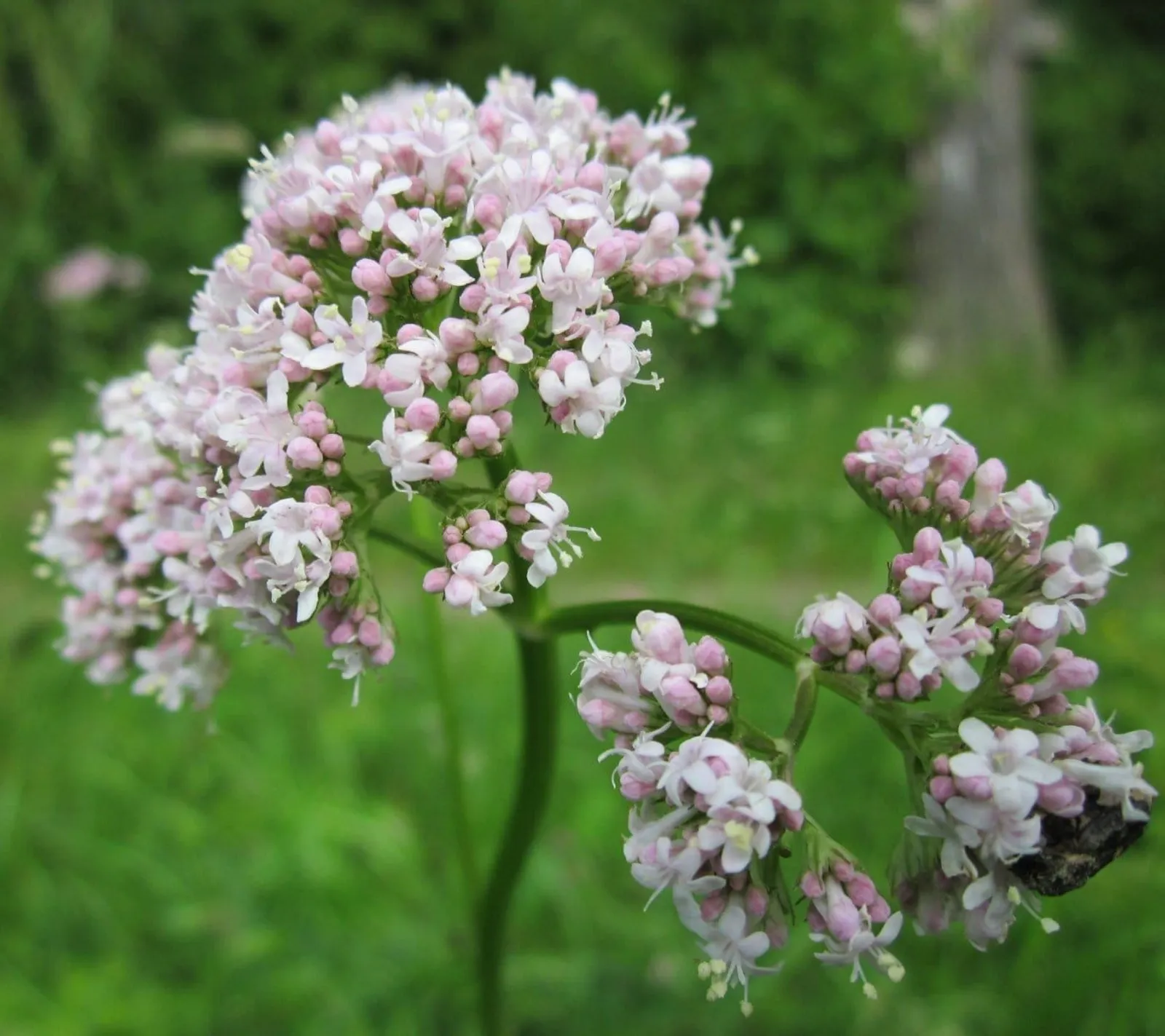 Valeriana, Vänderot 'Valeriana', ekofrö