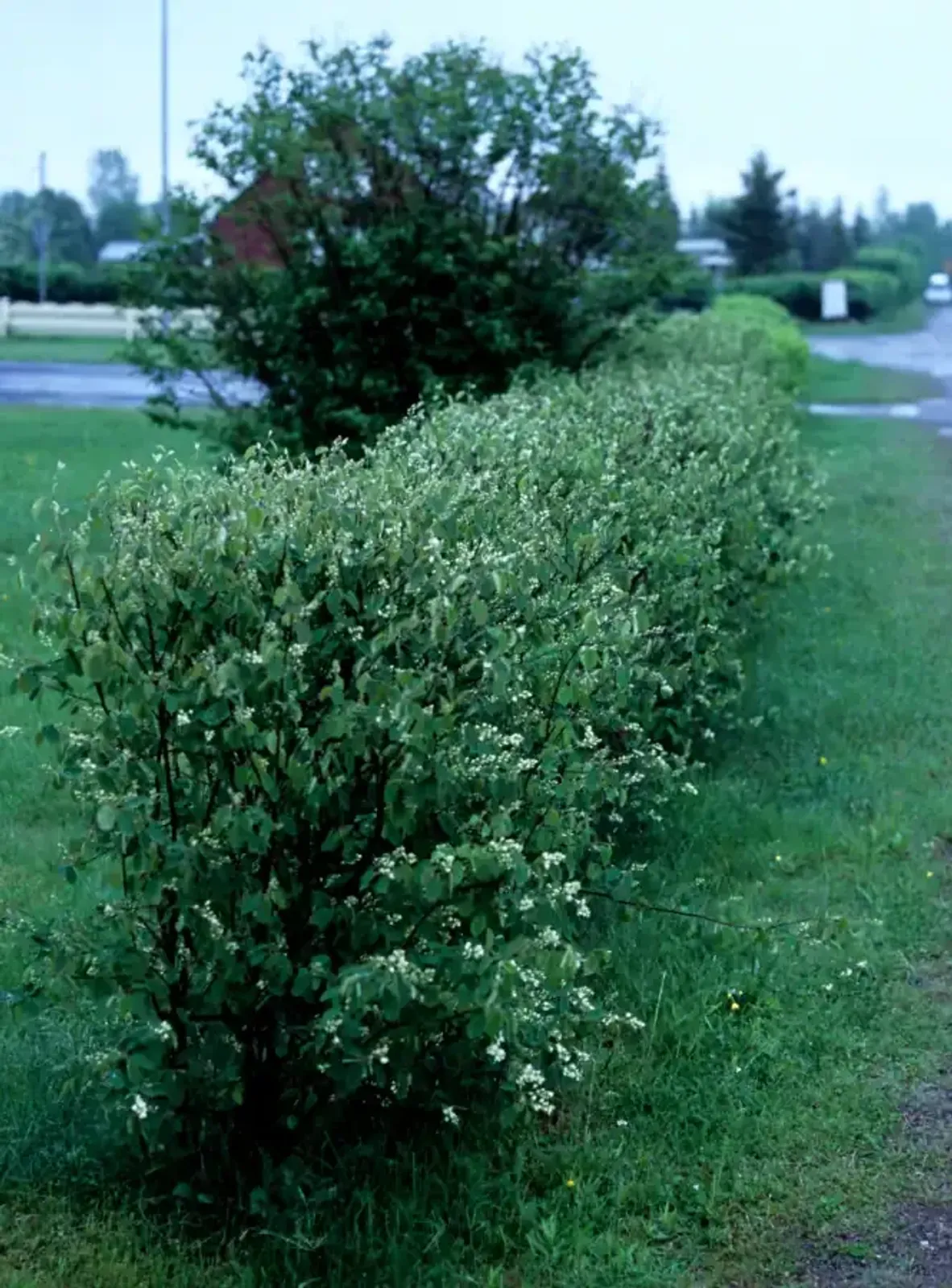 Häggmispel, 50-80 cm