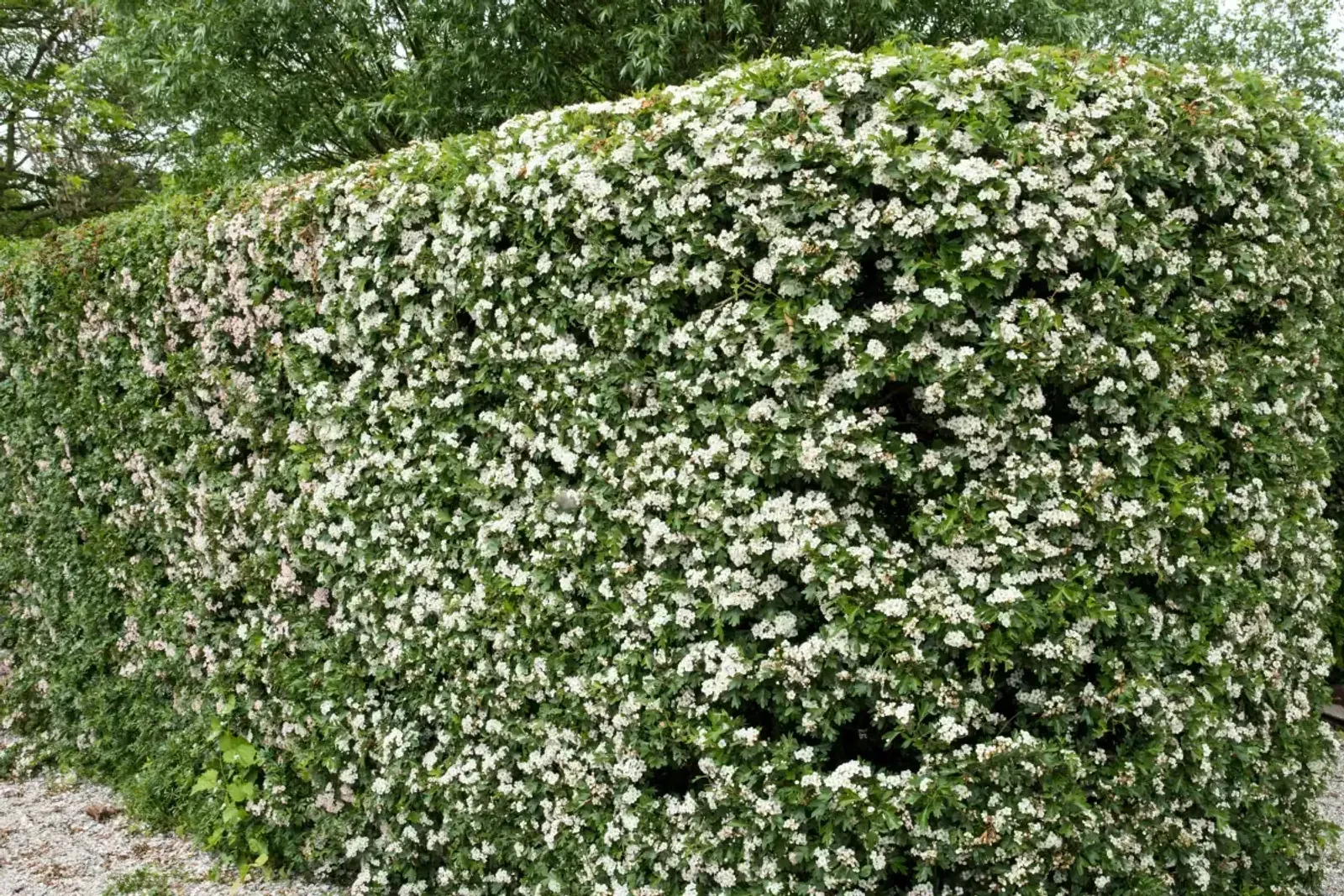 Trubbhagtorn, 50-80 cm