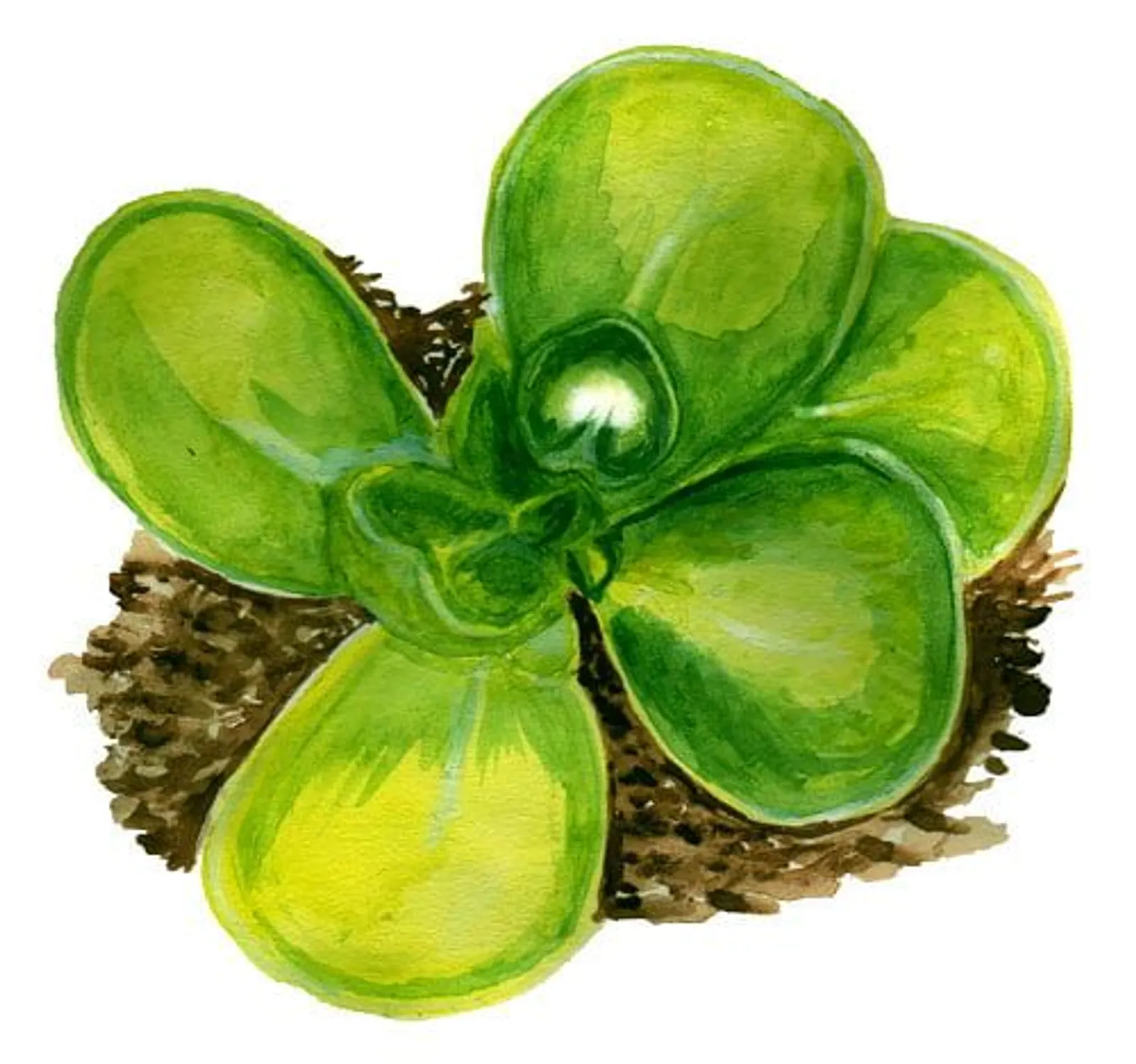 Portulak 'Golden Purslane', Frö