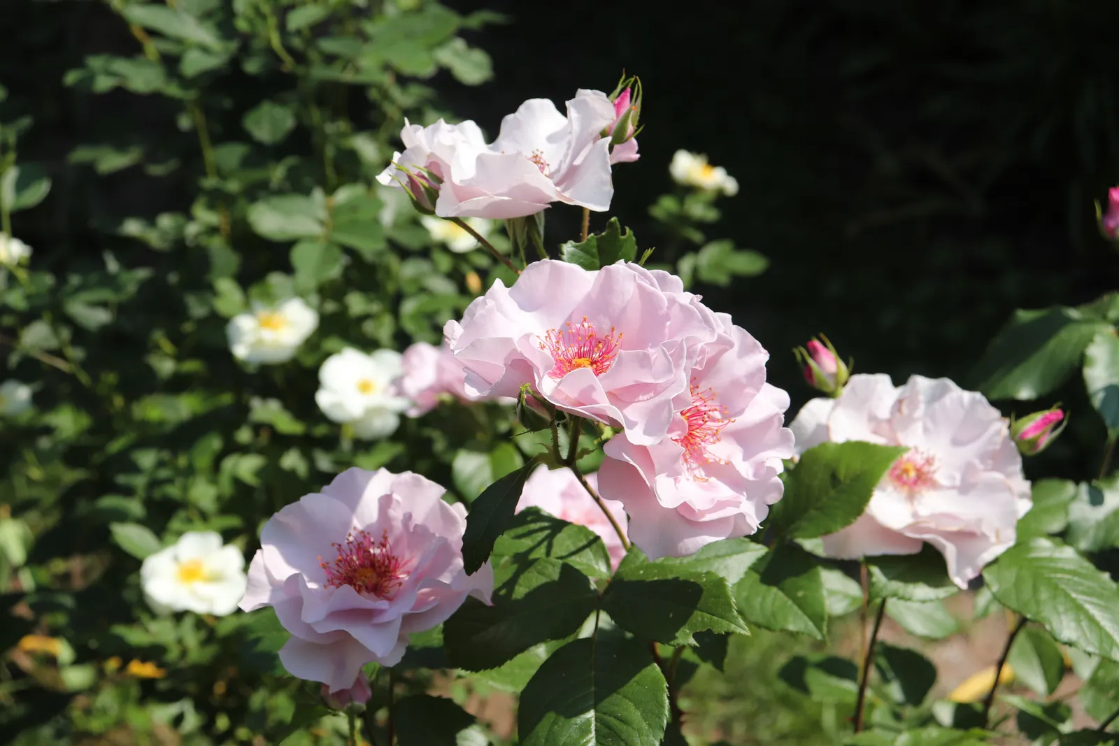 Floribundaros ODYSSEY ('Franski') - miniatyr 6