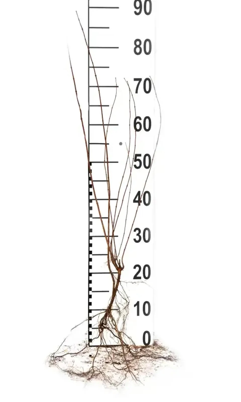 Smultronschersmin, 30-50 cm — detalj 4