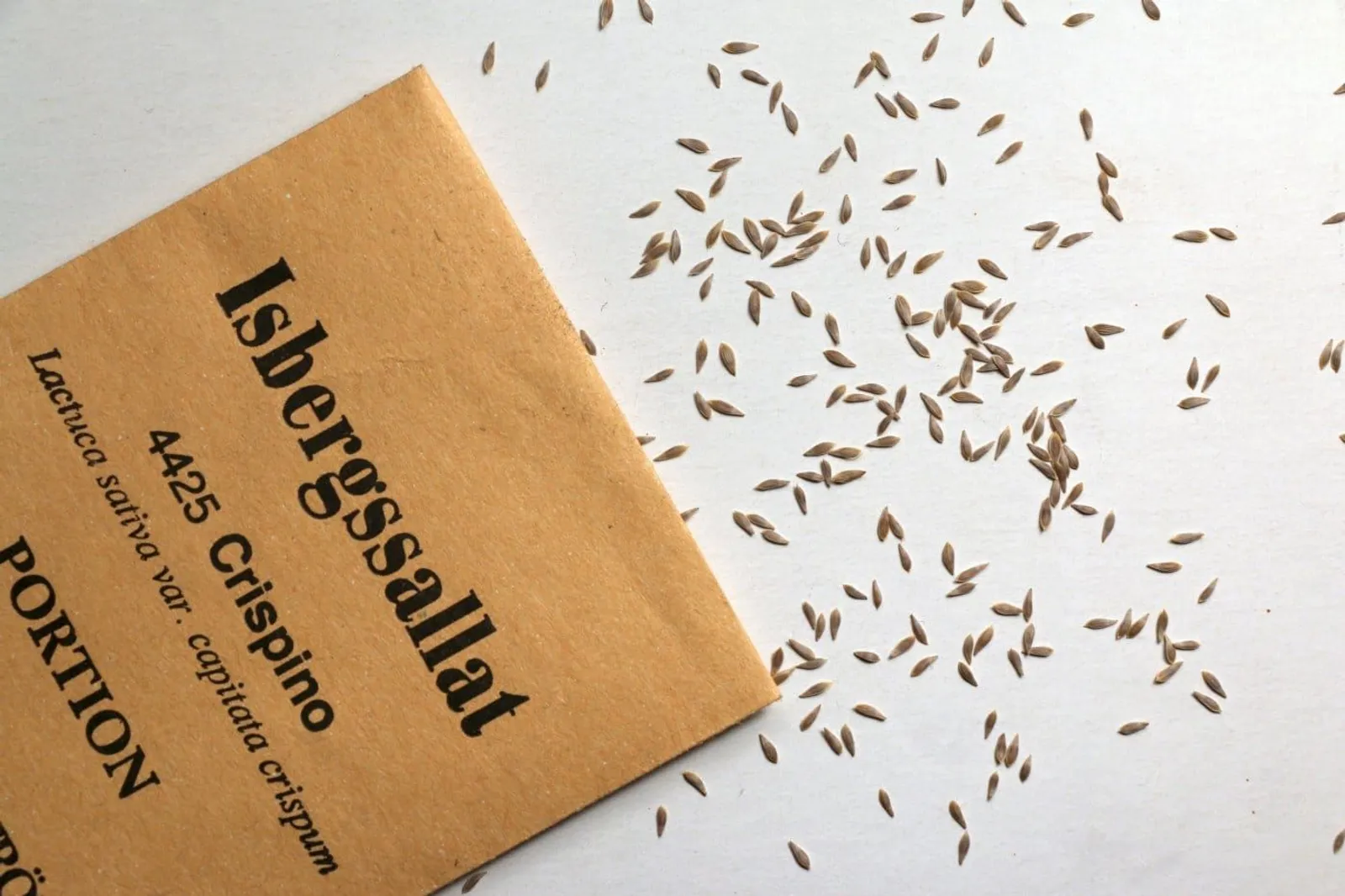 Crispino isbergsallat frö med fräscha sallatsblad