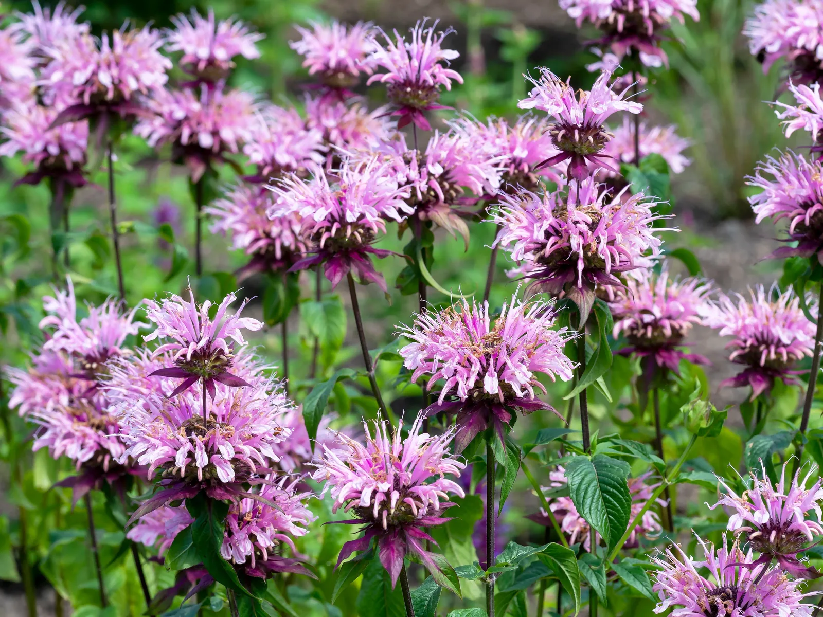 Temynta 'Beauty of Cobham' - miniatyr 3