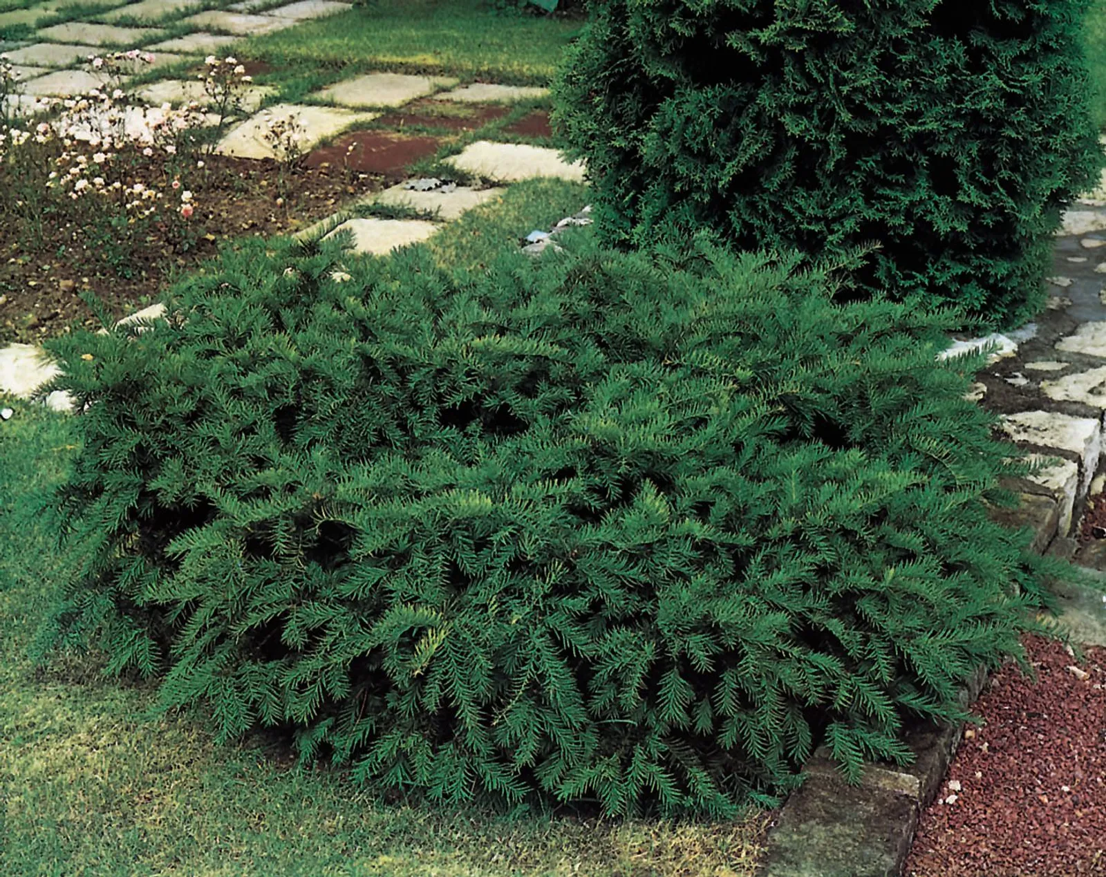 Krypidegran, 25-30 cm