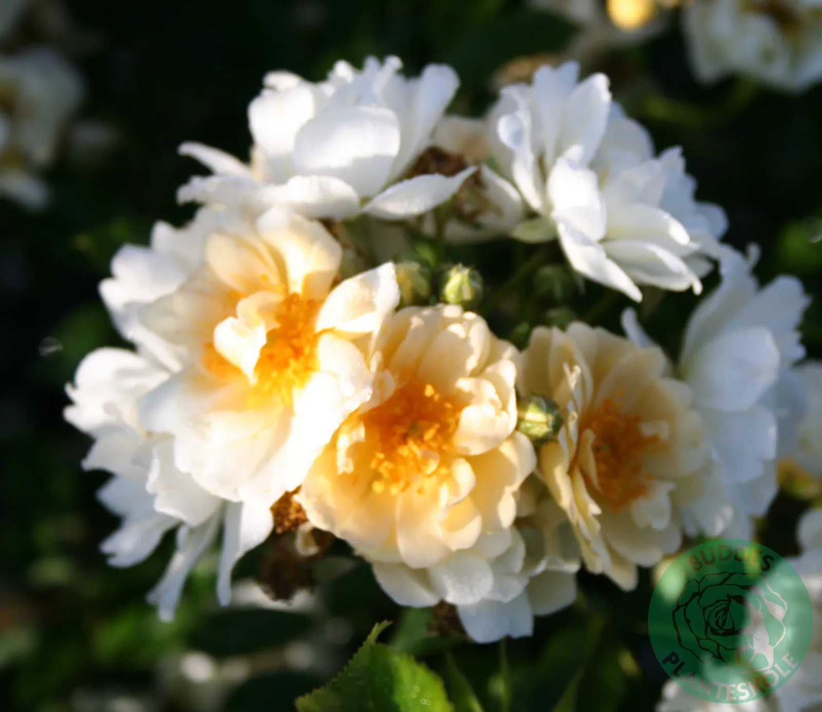 Fylld honungsros 'Hybrida'