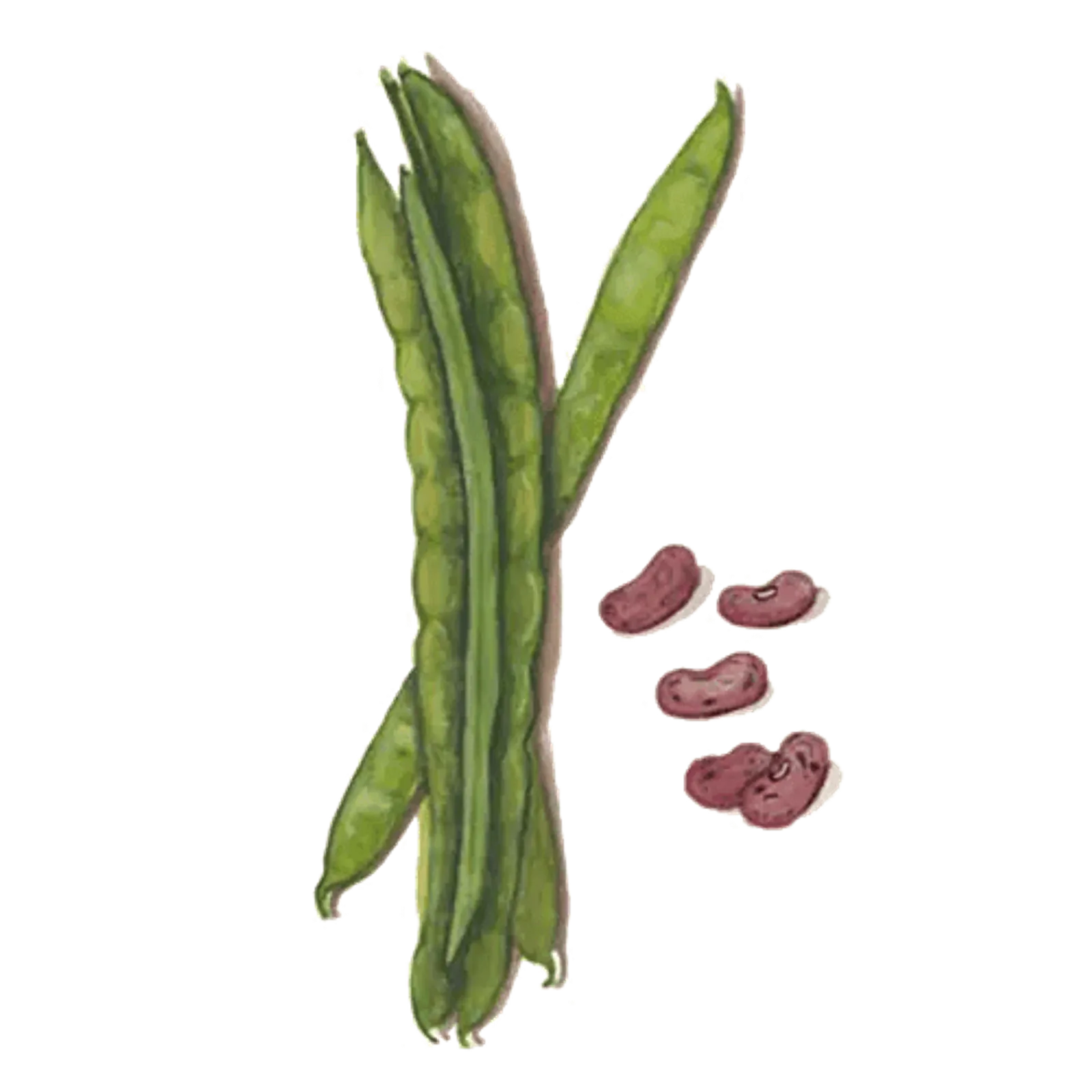 Rosenböna 'Enorma', Frö