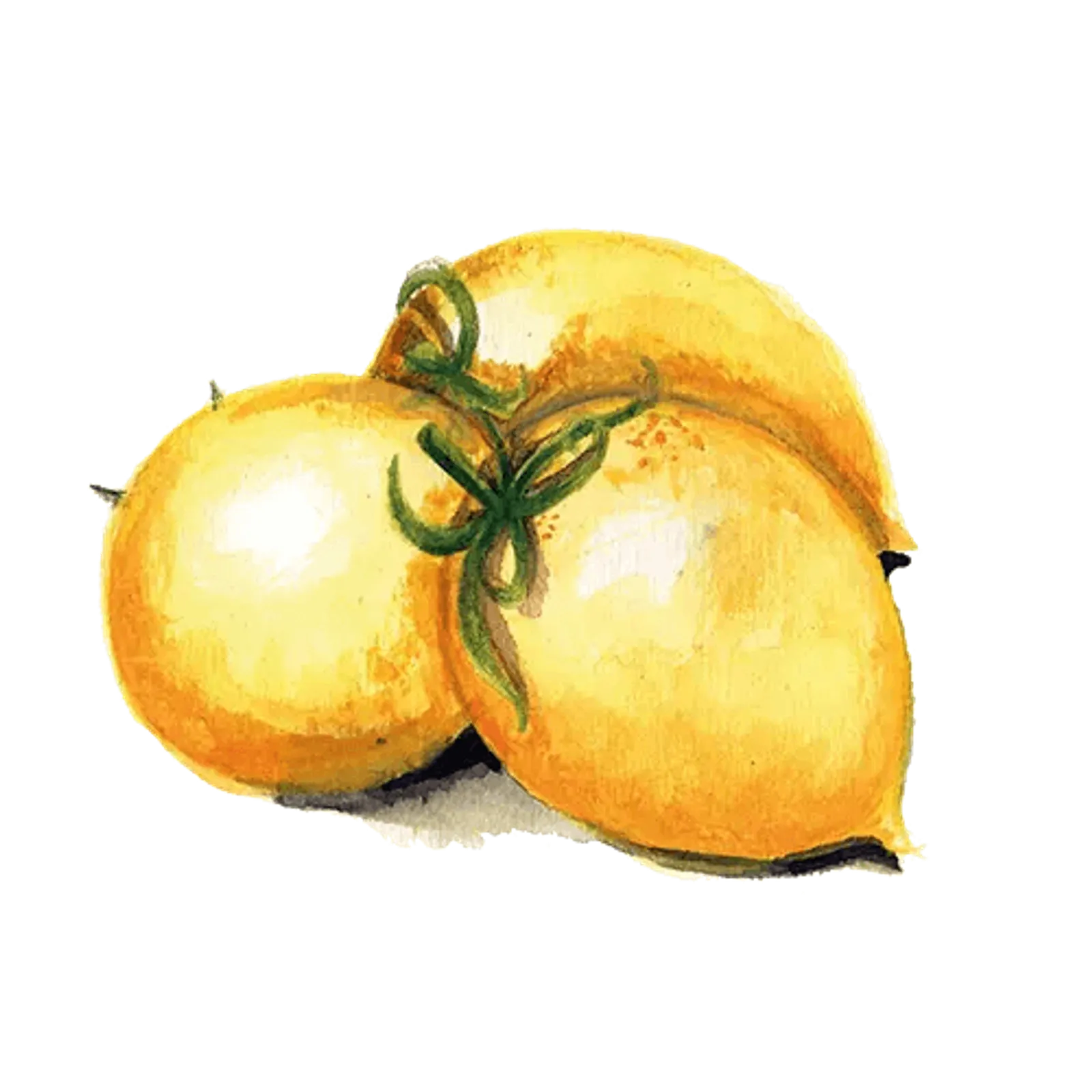 Vintertomat 'Vesuvio Giallo', Frö