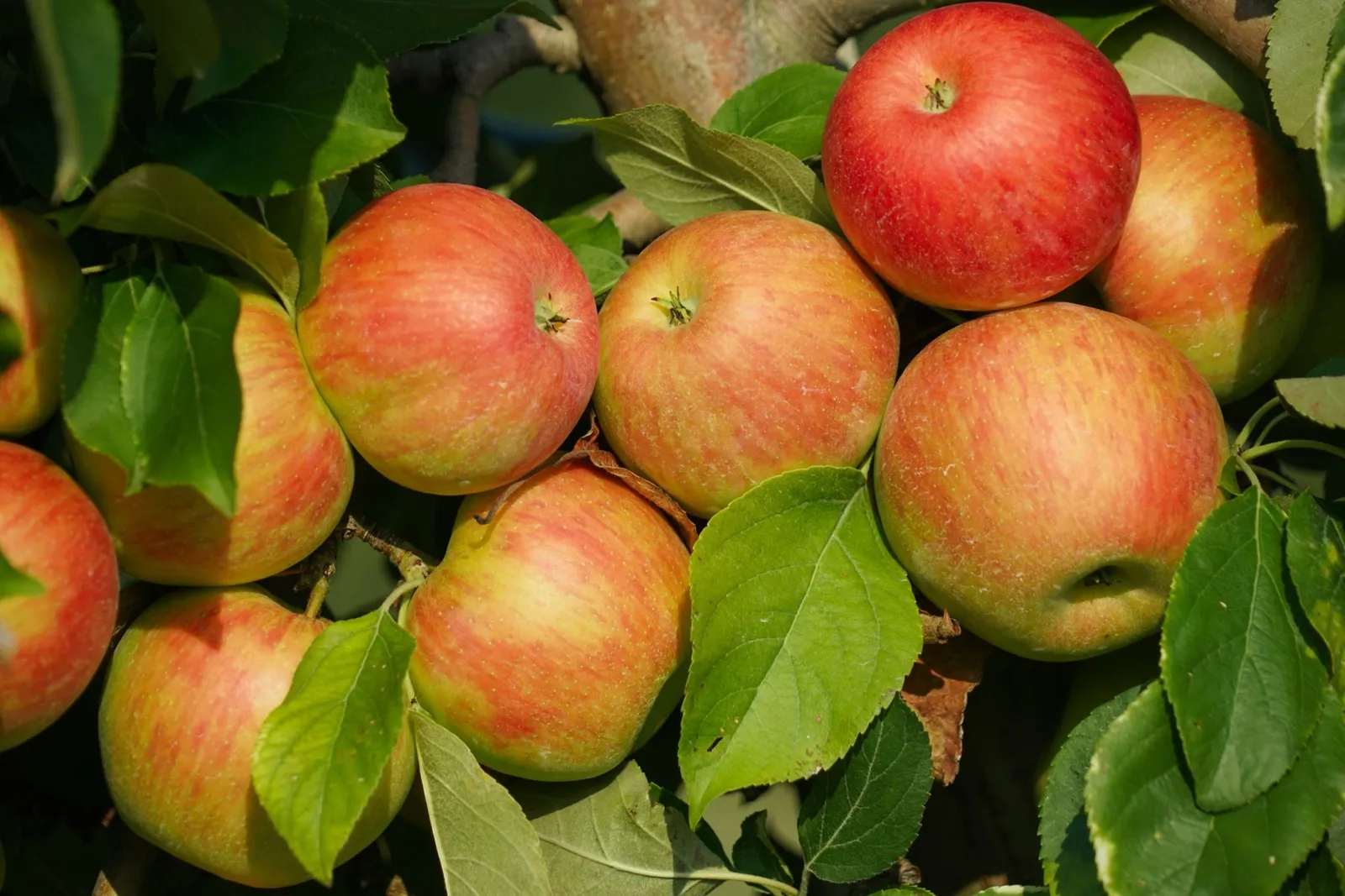 Äpple 'Fredrik' E