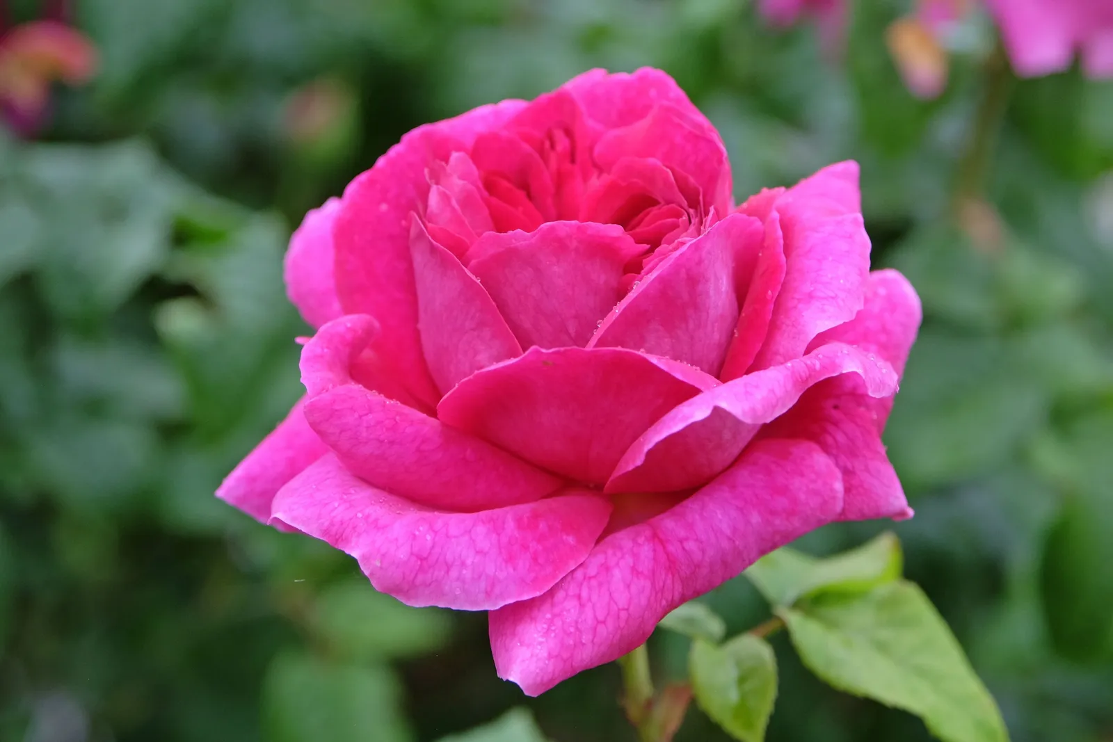 Floribundaros 'Kim Wall'PBR - miniatyr 3