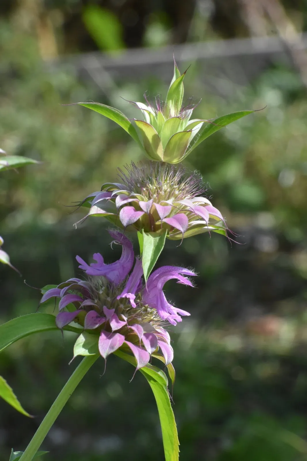 Temynta 'Citrontemynta', ekofrö