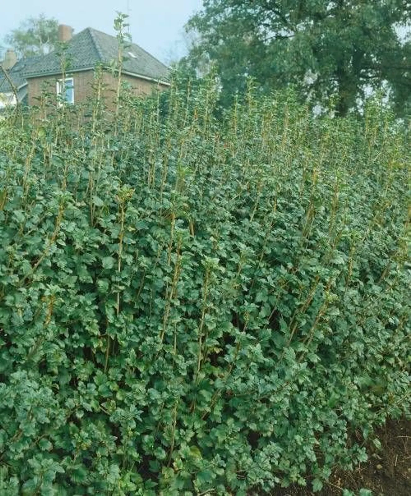 Måbär 'Schmidt', 20-40 cm — närbild