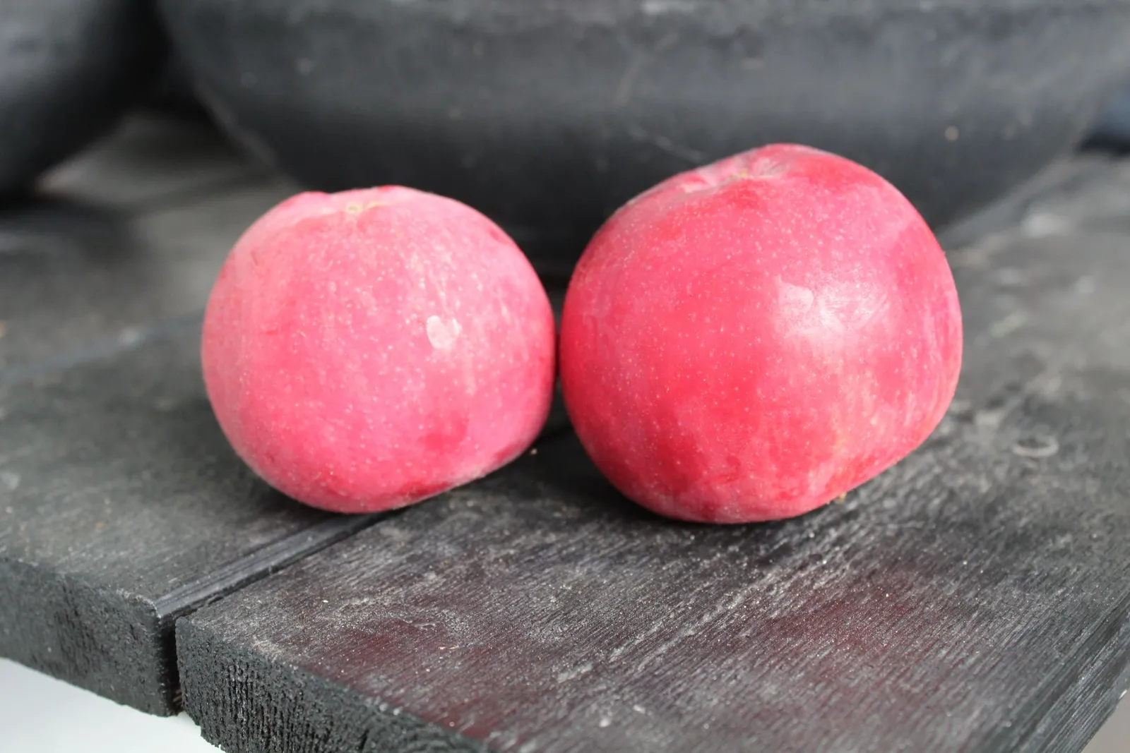 Äpple RÖD MELBA E ('Melred'), inkl. uppbindnings kit - miniatyr 4
